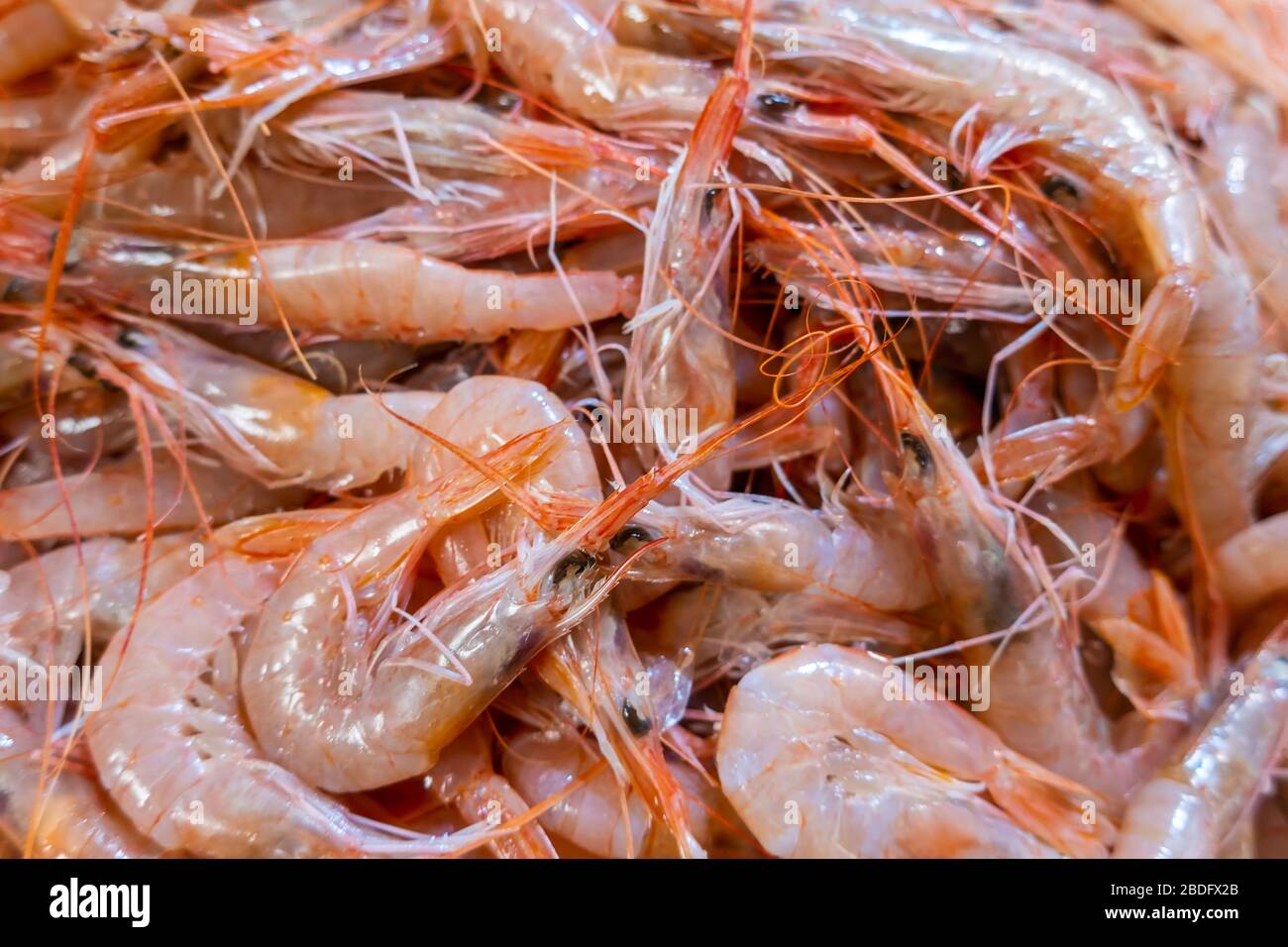 Gamberetti freschi nel mercato del pesce dell'Algarve, Portogallo Foto Stock