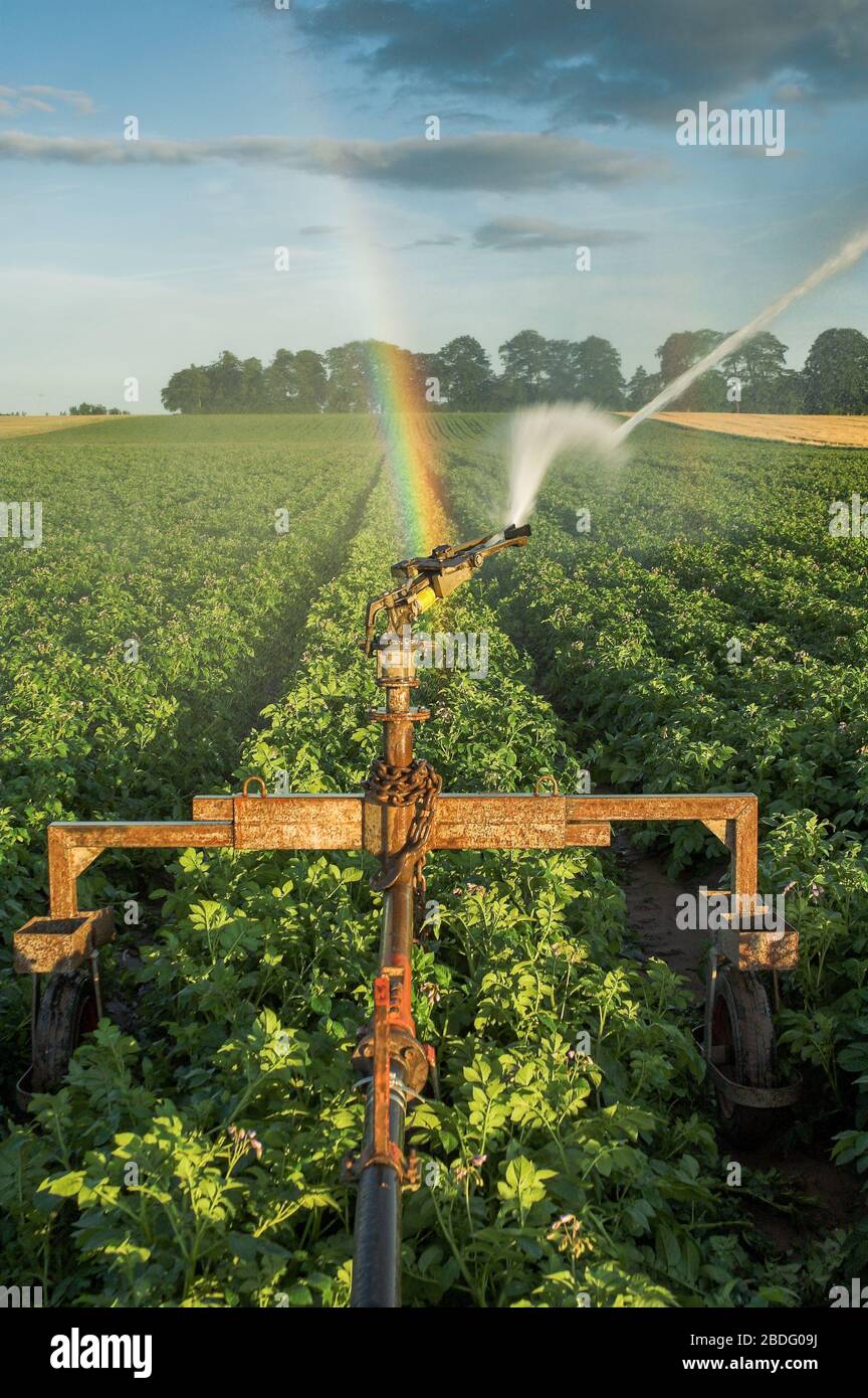 Raccolto di patata che è irrigato da un sistema di spruzzo potente. North Yorkshire, Regno Unito. Foto Stock