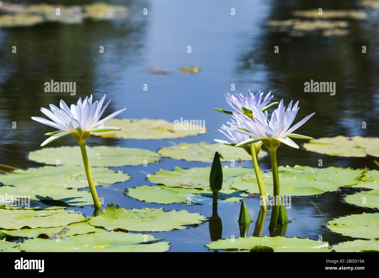 Bella ninfee bianche che si stacca da uno stagno alla luce del sole Foto Stock