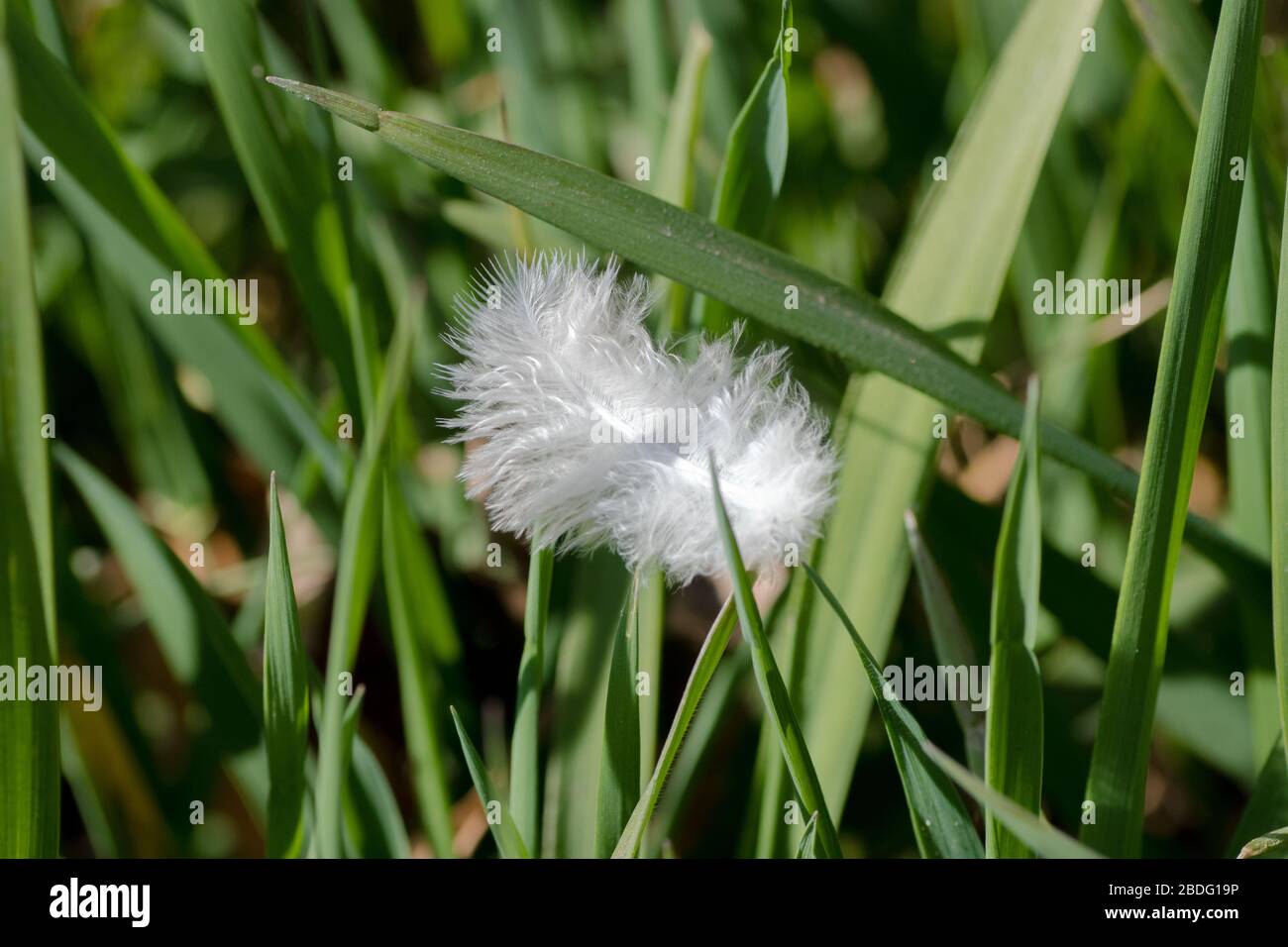 Piccola piuma bianca in erba, Regno Unito Foto Stock