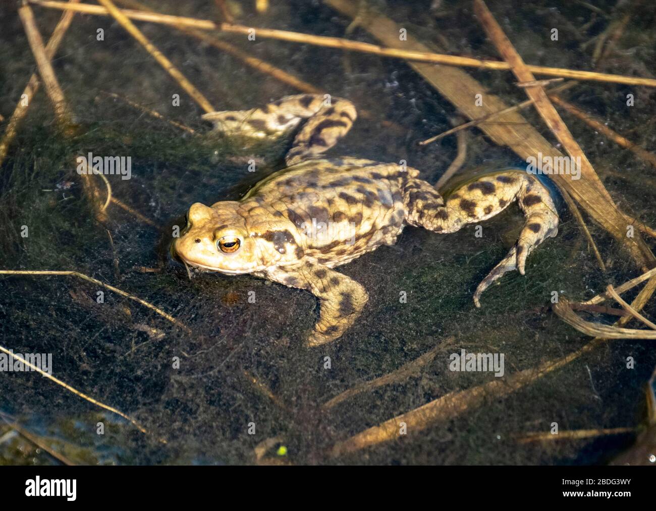 Rana comune (Rana temporaria) in uno stagno, Lothian occidentale, Scozia, Regno Unito Foto Stock