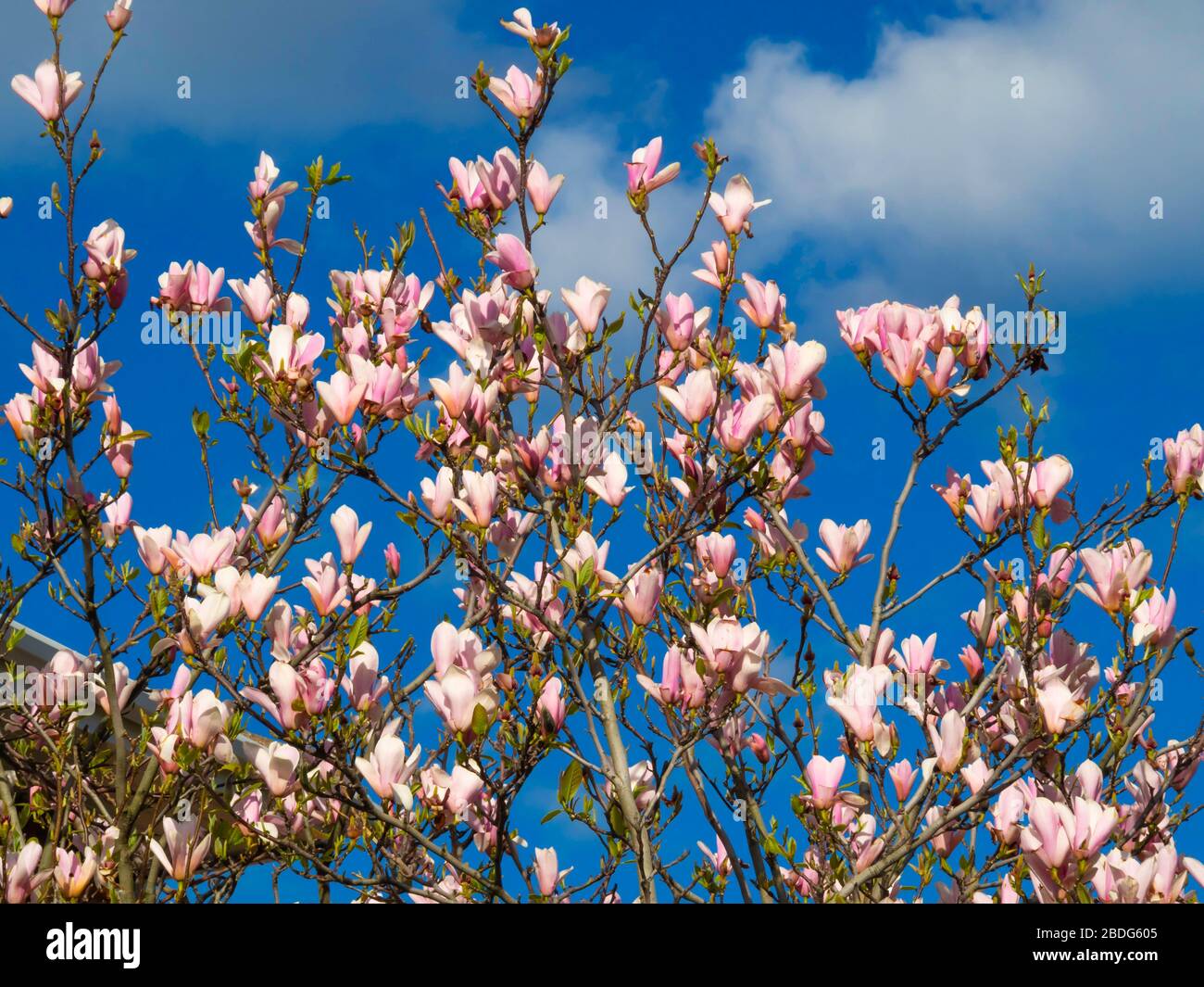 Giardino pianta albero Magnolia in fiore nello Yorkshire del Nord in primavera Foto Stock