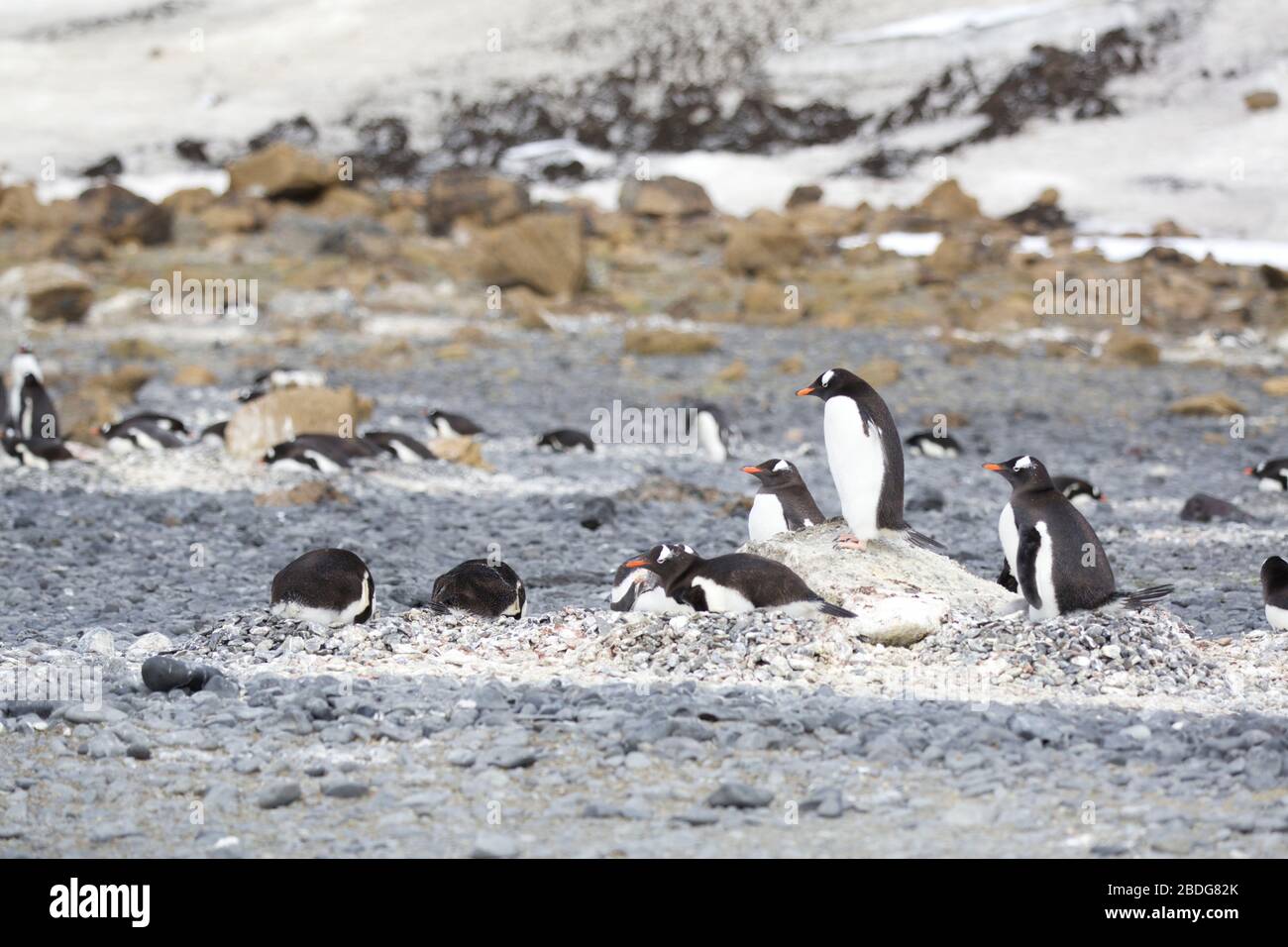 Gentoo Re della collina Foto Stock