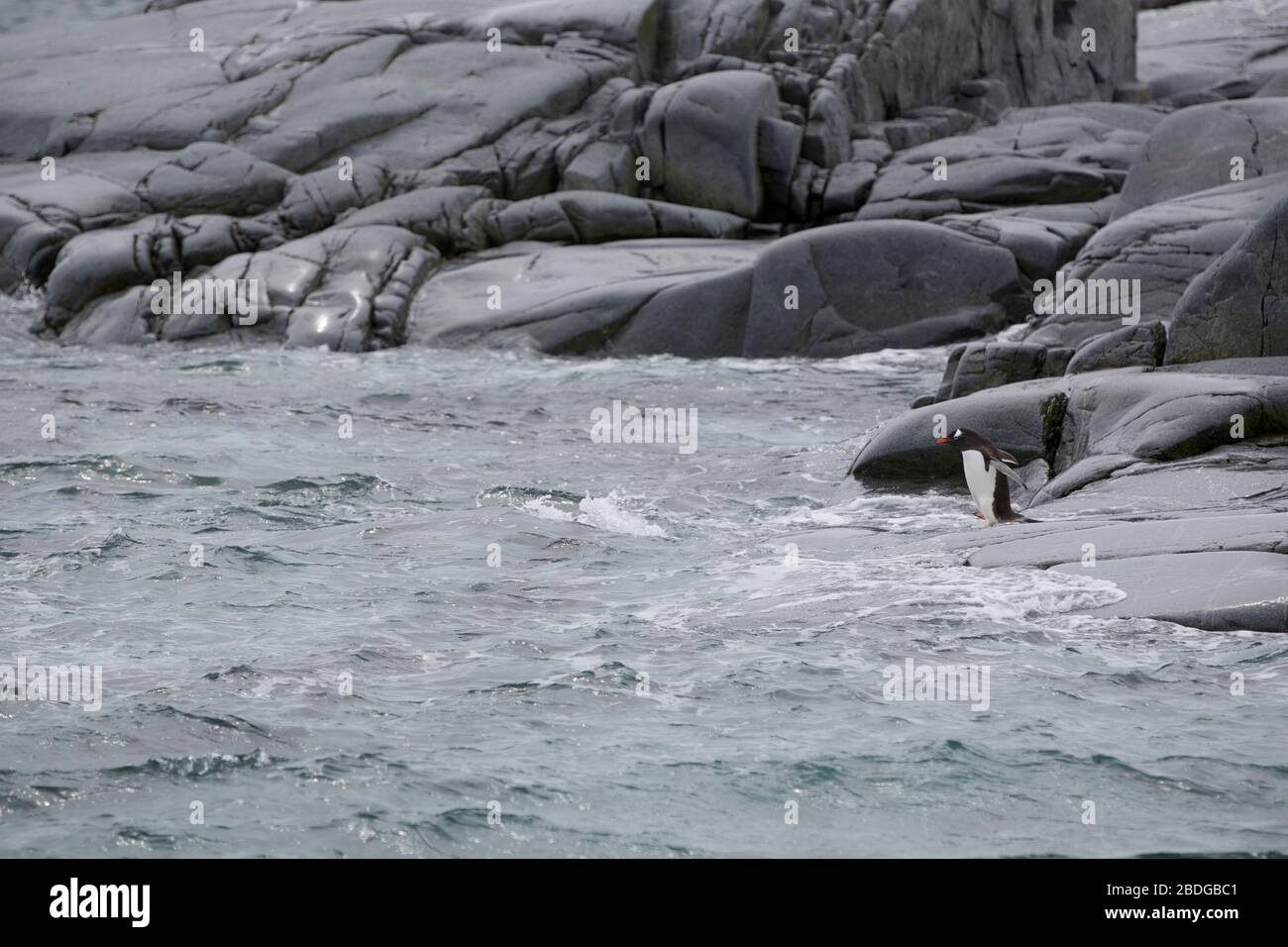 Gentoo che nuotano Foto Stock