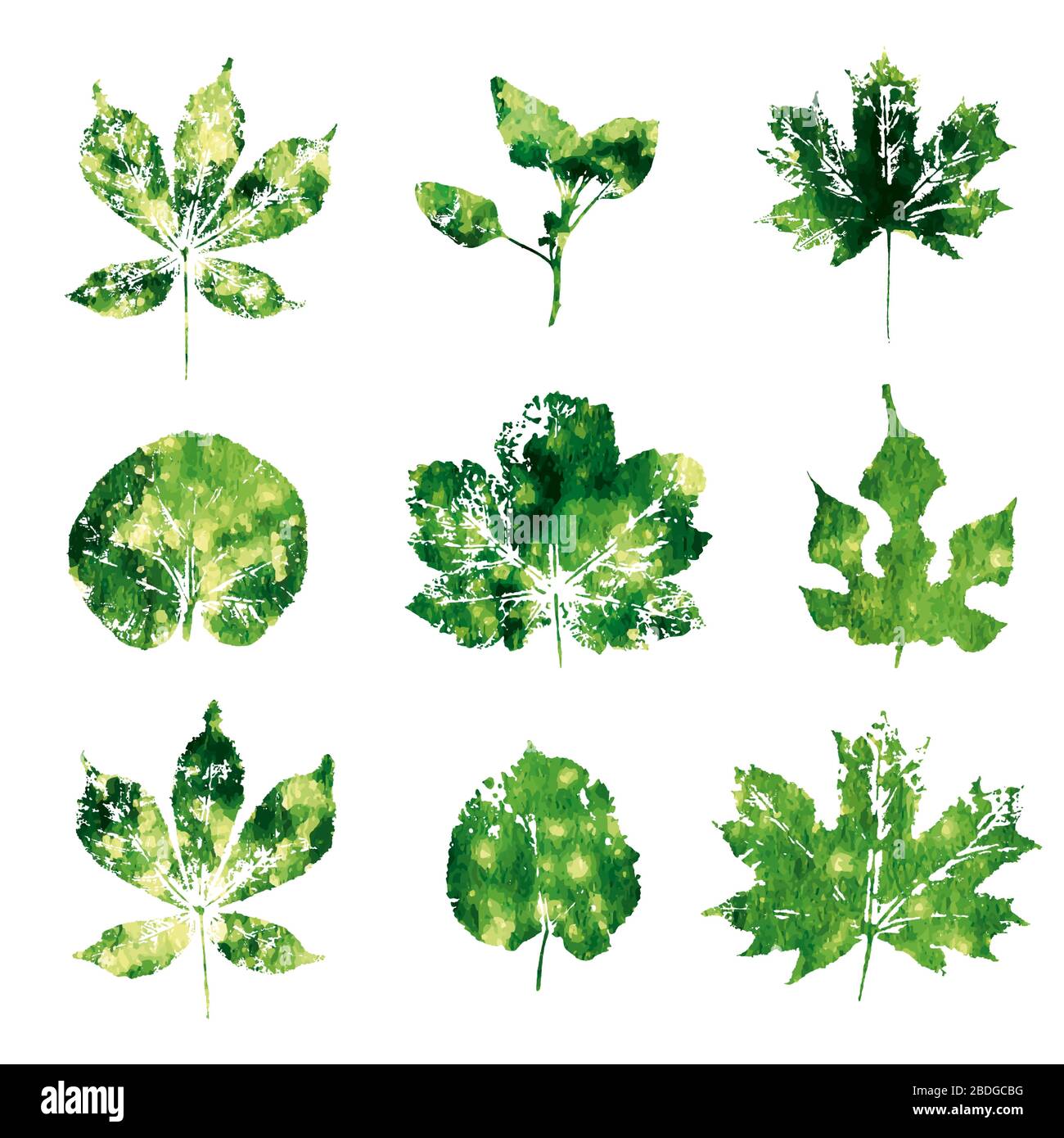 Le foglie di acquerello verde imprimano isolate su vettore di sfondo bianco Illustrazione Vettoriale