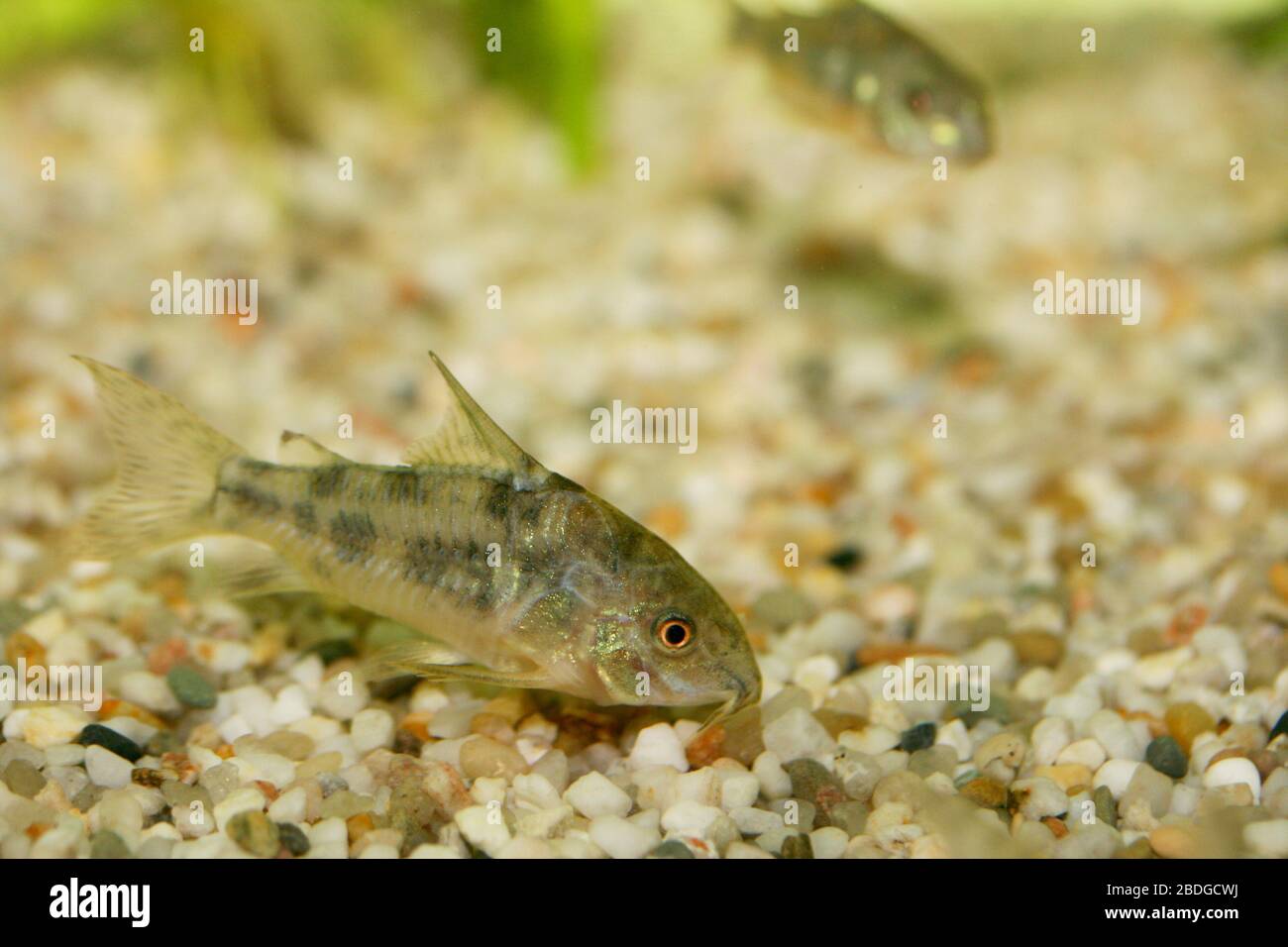 Il pesce gatto marmorizzato (Corydoras paleatus), un popolare pesce d'acquario d'acqua dolce Der Marmorierte Panzerwels (Corydoras paleatus), ein beliebter Süßwasser- Foto Stock