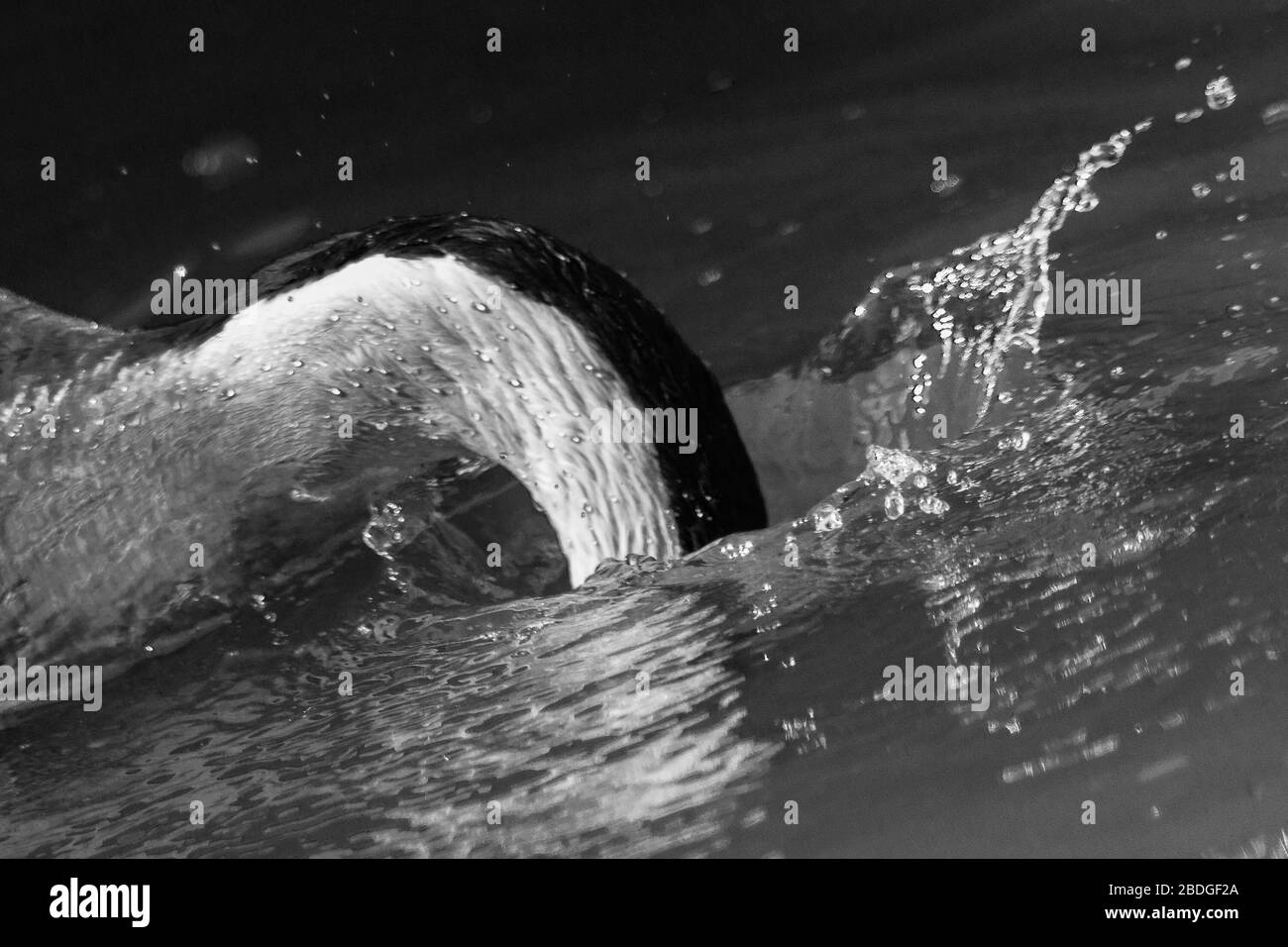 Un'immagine in bianco e nero di un singolo cigno che immerge la testa nell'acqua in cerca di cibo. Foto Stock