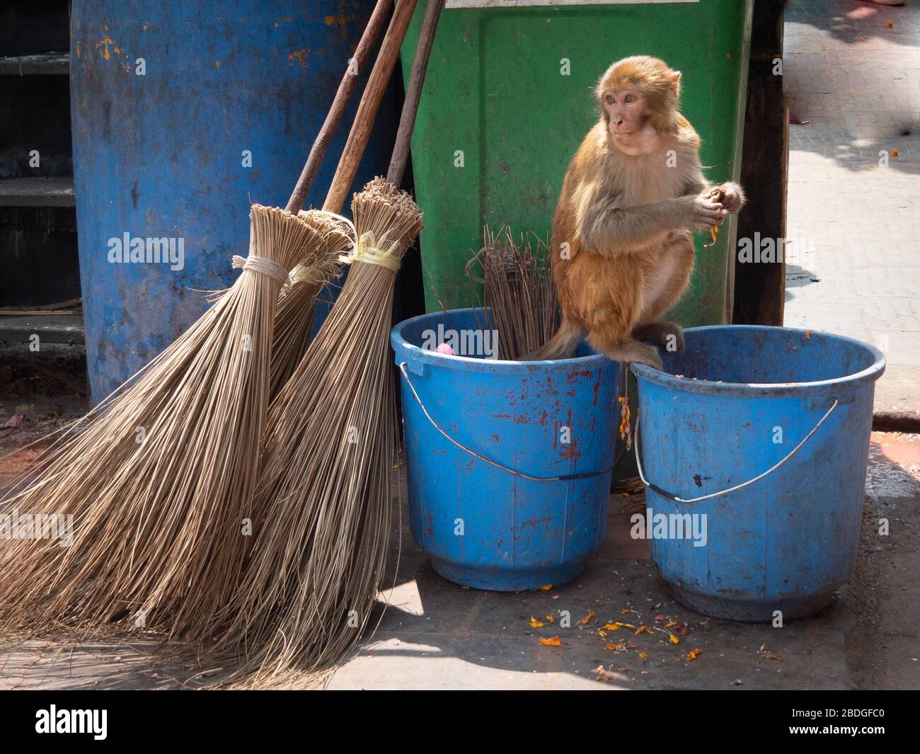 Una scimmia rhesus si trova su due secchi blu in cerca di cibo a Kathmandu, Nepal. Foto Stock
