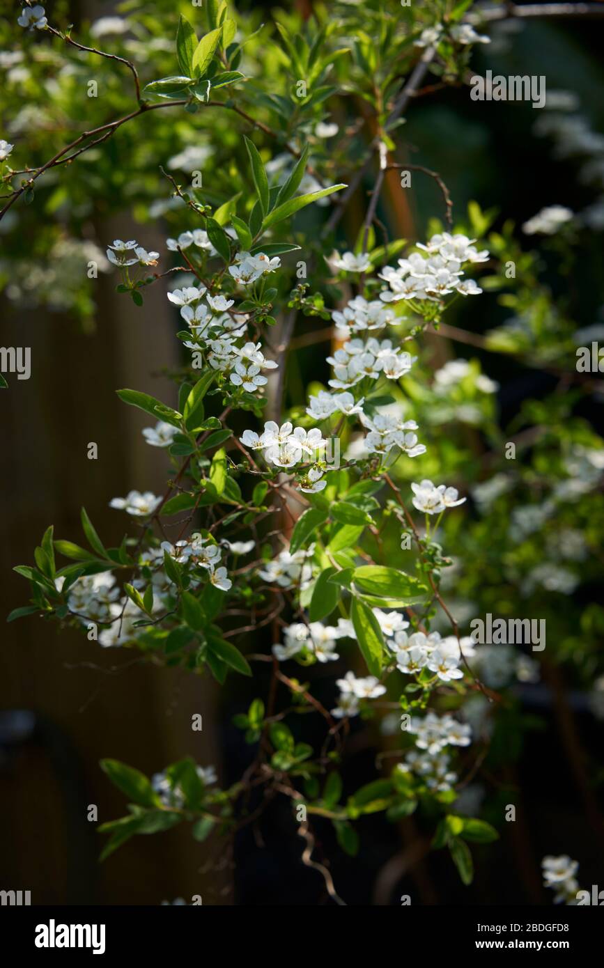 Spirea arguta bush velo/corona nuda al sole primaverile. Fiori bianchi di primavera Foto Stock