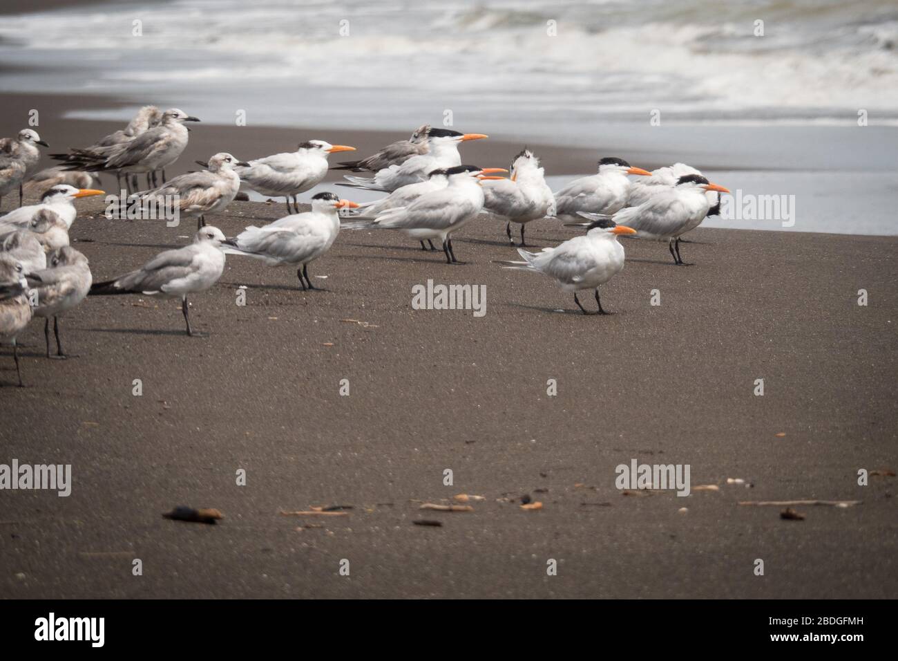 Royal Terns si trova su una spiaggia di sabbia scura di fronte all'oceano a Cambutal, Panama. Foto Stock