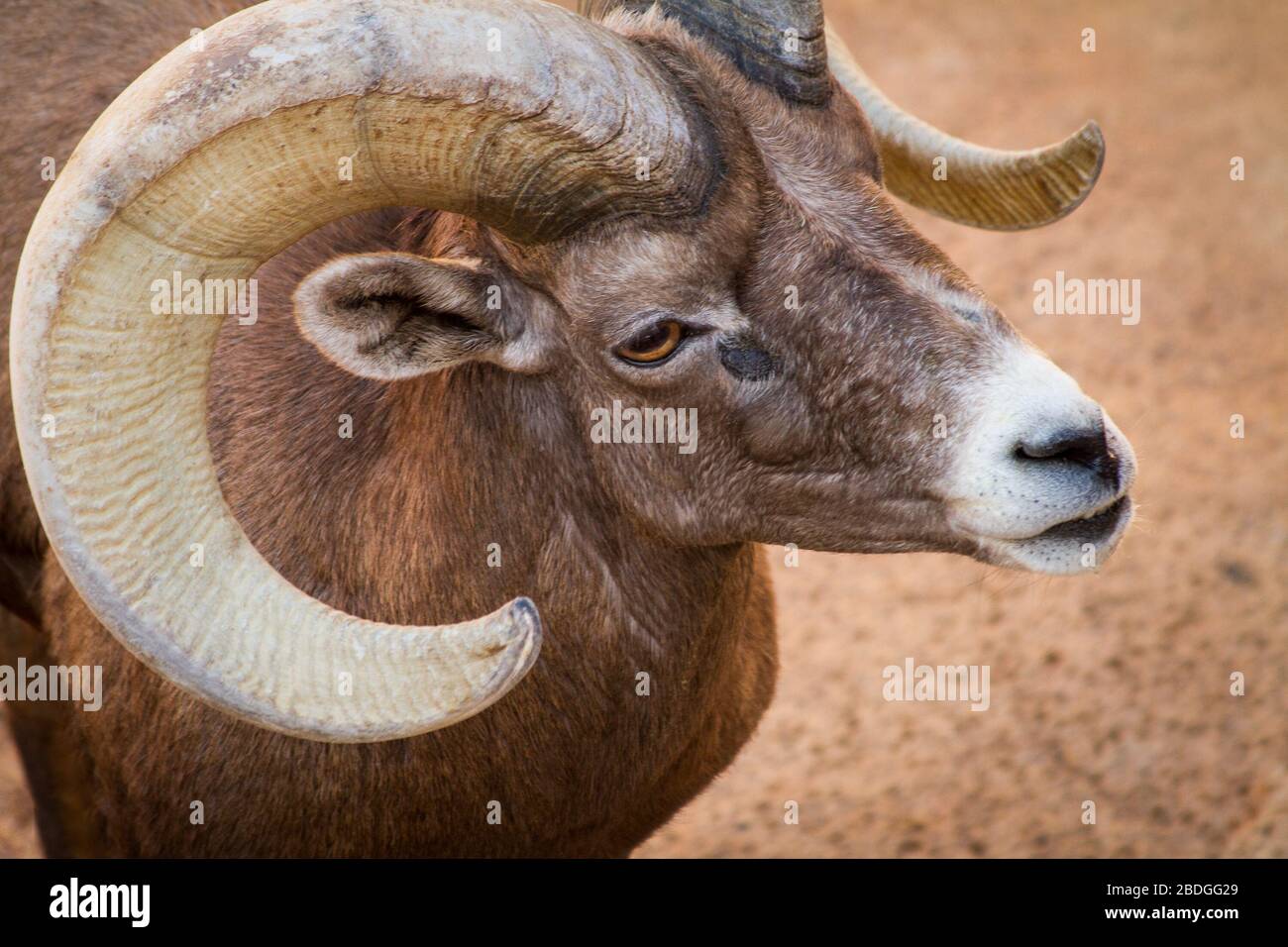 Un primo piano della testa di una pecora di un bighorn, con un corno con un grande riccio. Foto Stock