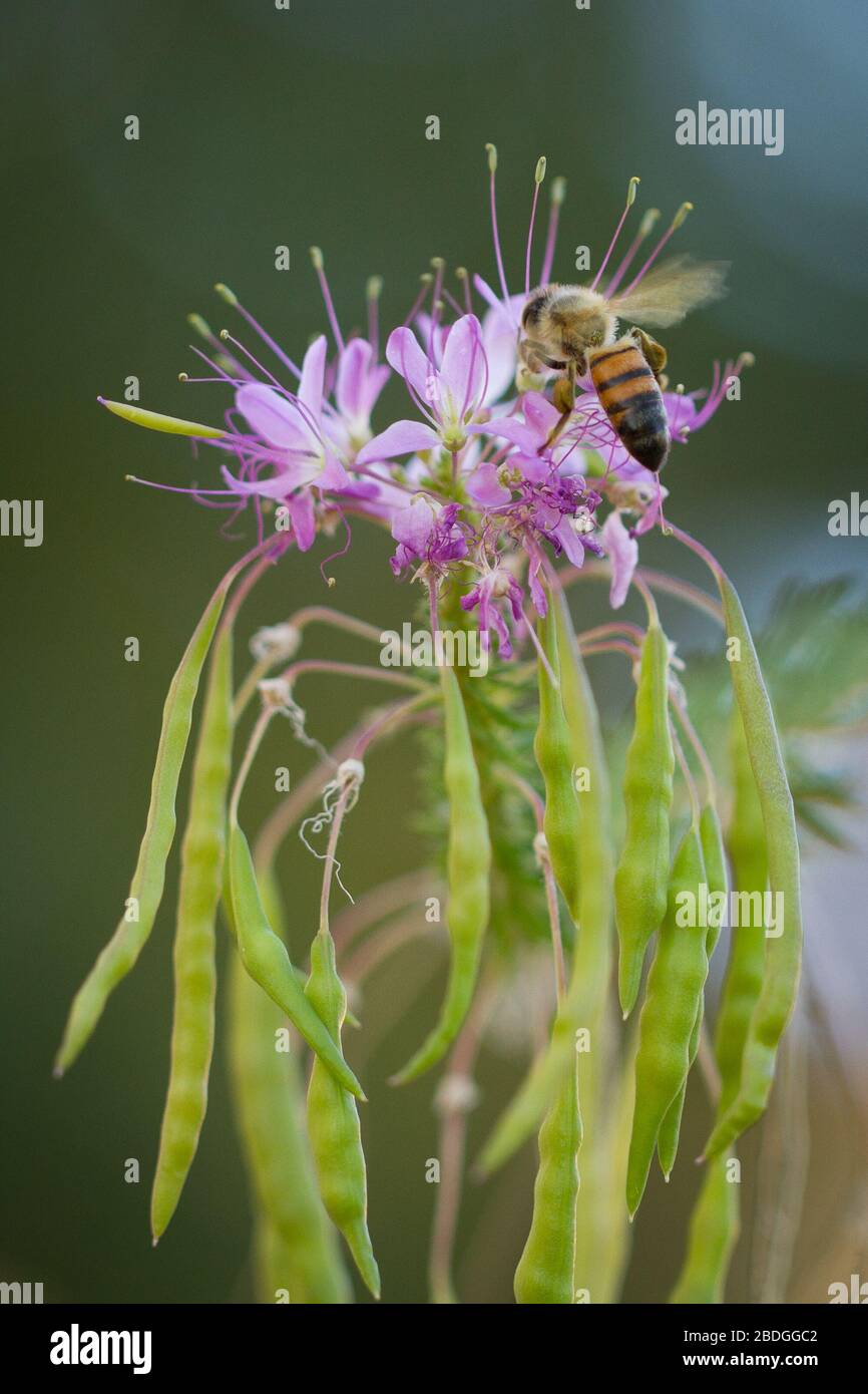 Un'ape operaia atterra su un fiore viola per fare la sua parte nell'impollinazione. Foto Stock