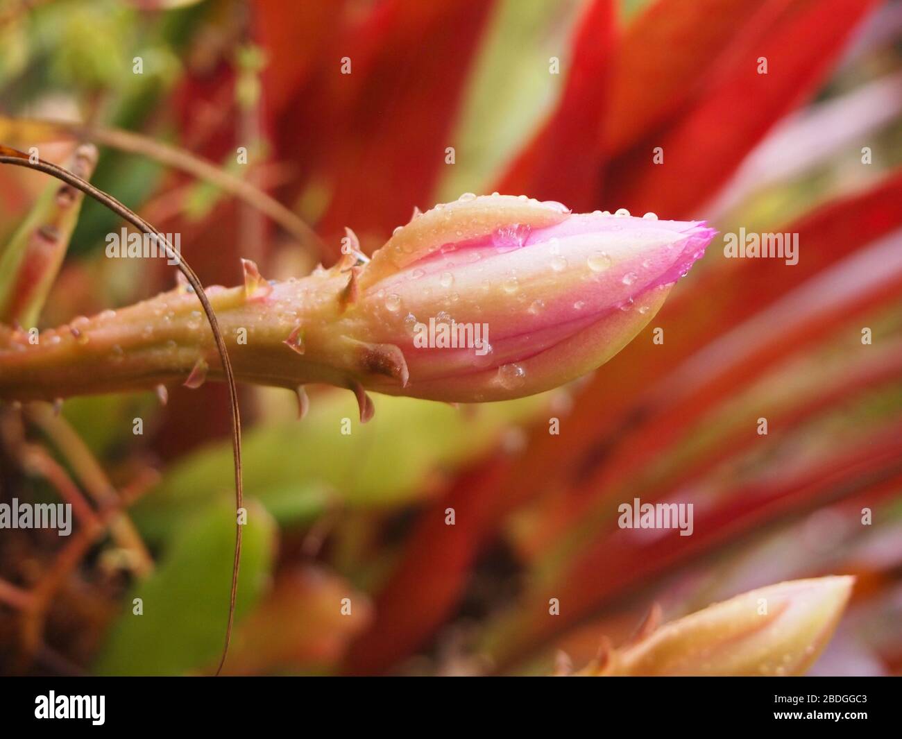 Gocce di rugiada su un bocciolo di fiori nella foresta di Montane nelle Chiapas Highlands, Messico meridionale Foto Stock