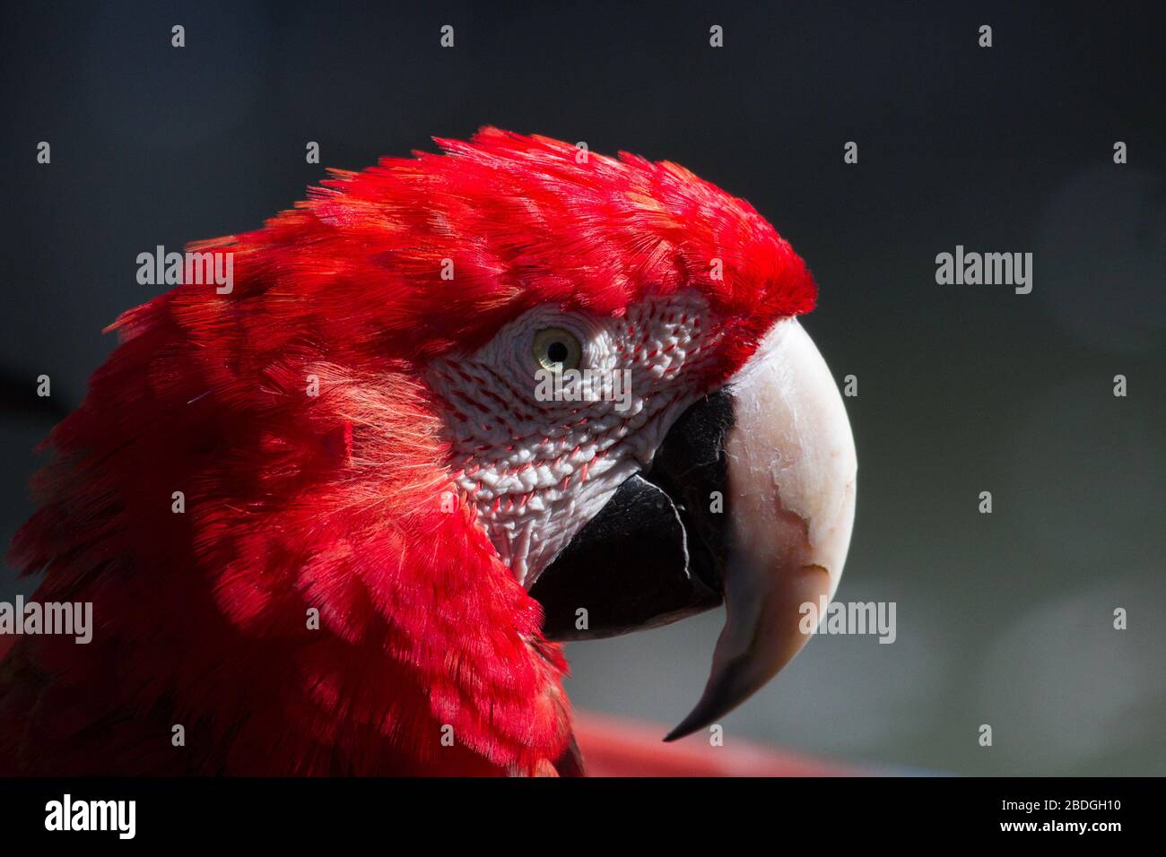 Un profilo di pappagallo rosso e bianco. Foto Stock