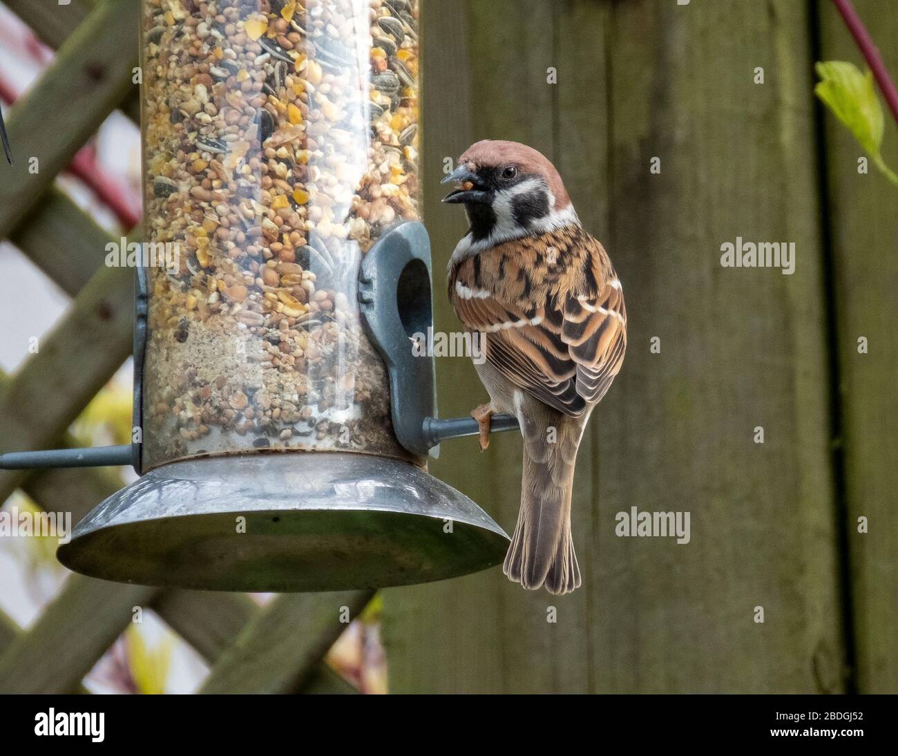 Adulto maschio albero Sparrow (Passer montanus) su un giardino di uccelli alimentatore, Scozia, Regno Unito Foto Stock