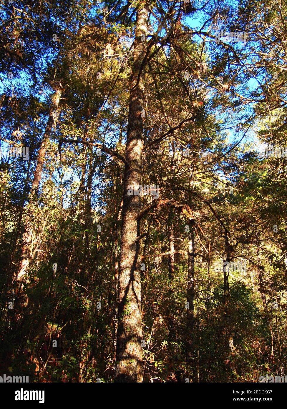 Foreste di pini di quercia gestite dalla comunità nella zona di Pueblos Mancomunados nella Sierra Madre de Oaxaca, Messico meridionale Foto Stock