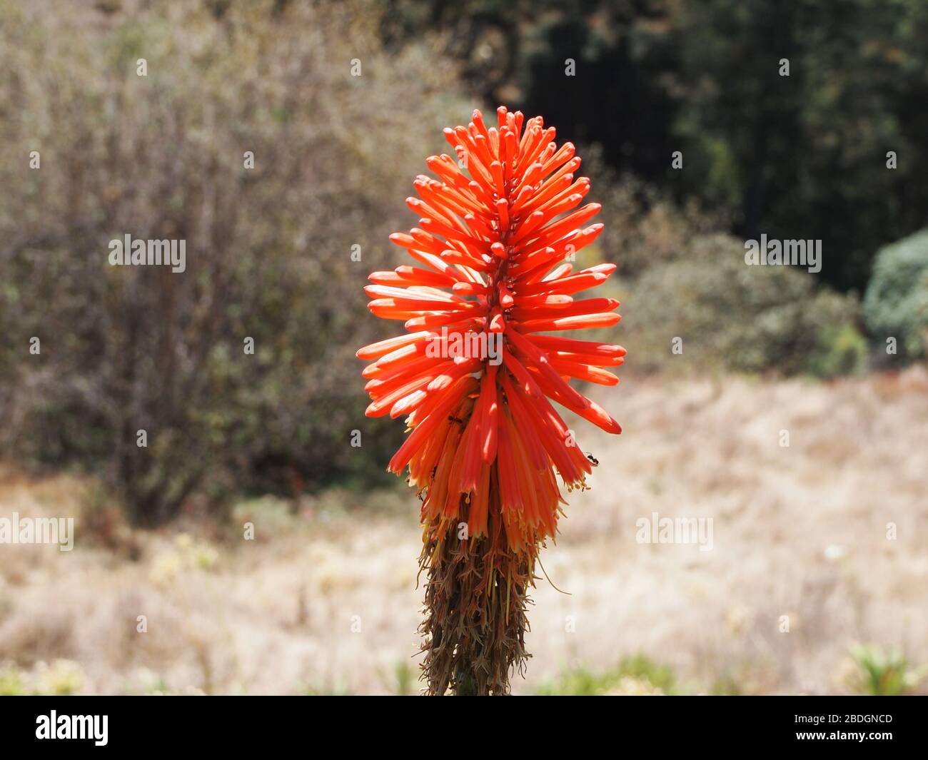 Agave punte di fiori nelle montagne della Sierra Madre de Oaxaca, Messico meridionale Foto Stock