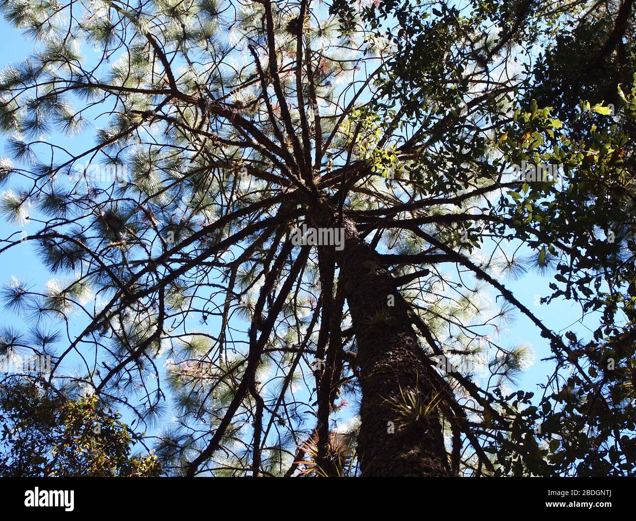 Foreste di pini di quercia gestite dalla comunità nella zona di Pueblos Mancomunados nella Sierra Madre de Oaxaca, Messico meridionale Foto Stock