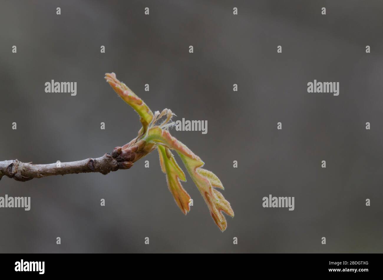 Post quercia, Quercus stellata, foglie apertura in primavera Foto Stock