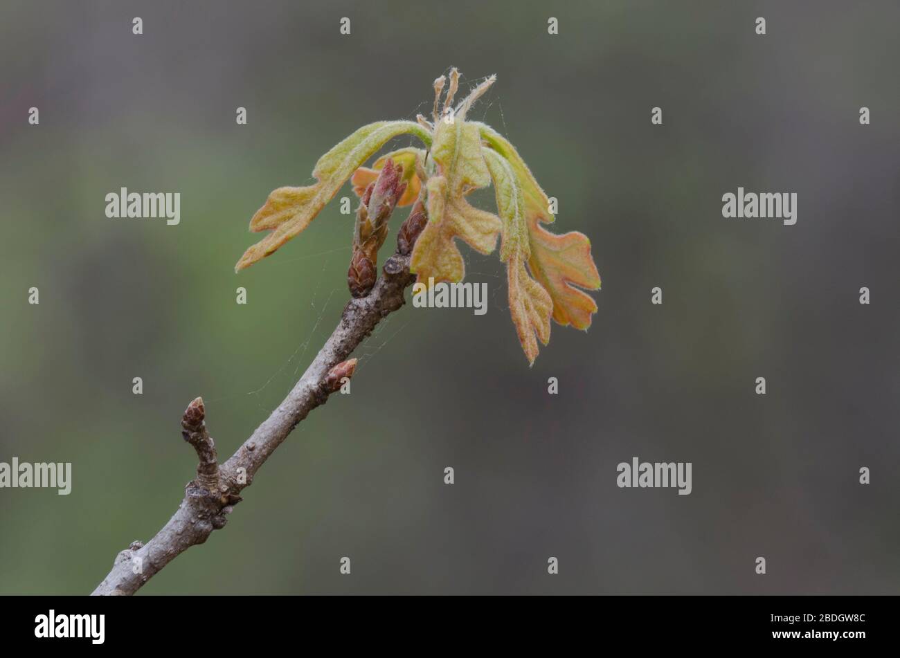 Post quercia, Quercus stellata, foglie apertura in primavera Foto Stock