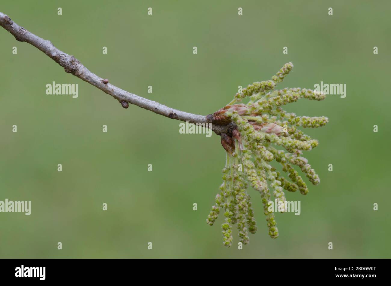 Post Rovere, Quercus stellata, tovaglioli in primavera Foto Stock