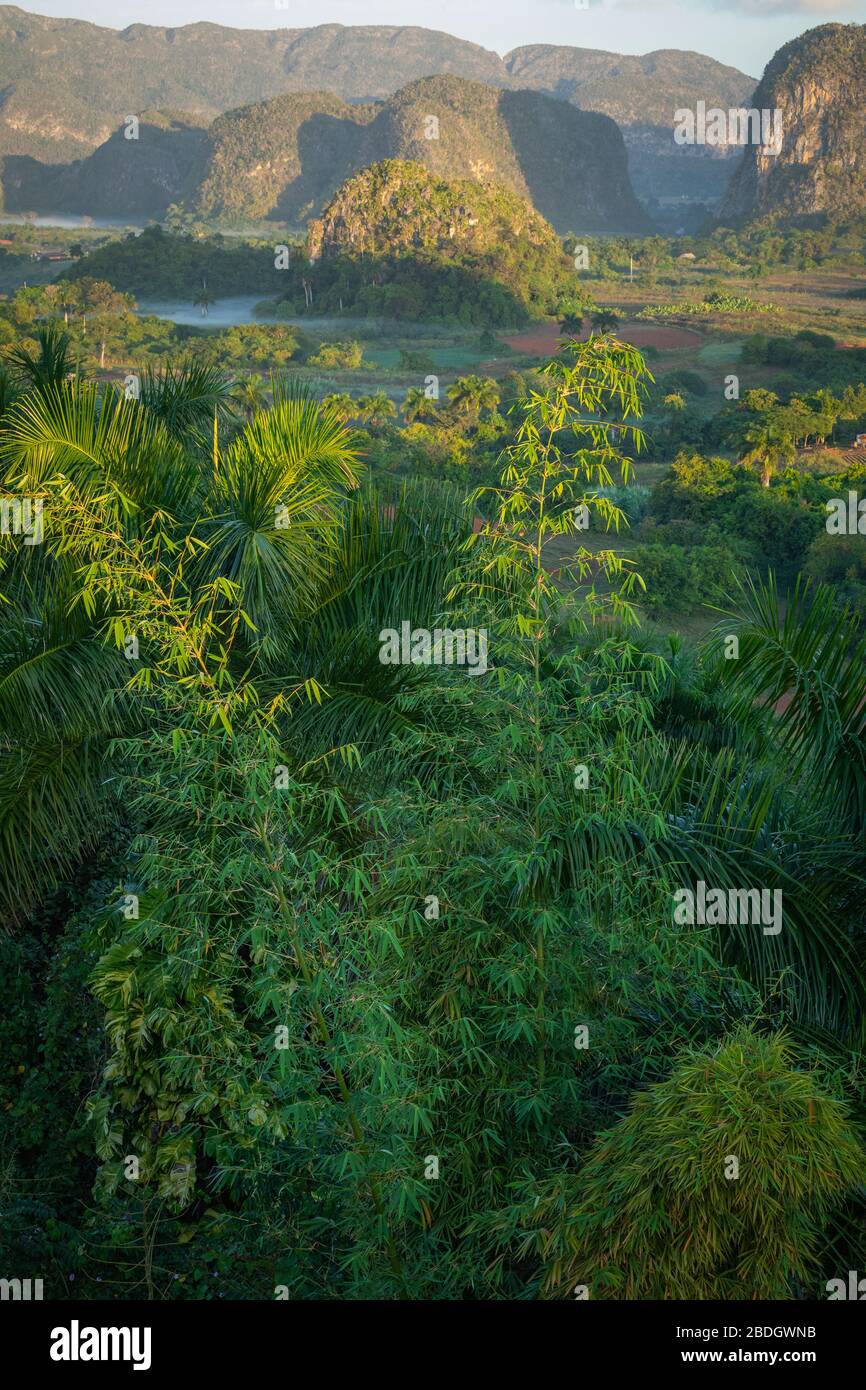 La valle dei Vinales (Valle de Vinales), meta turistica molto apprezzata. Piantagione di tabacco. Pinar del Rio, Cuba. Foto Stock
