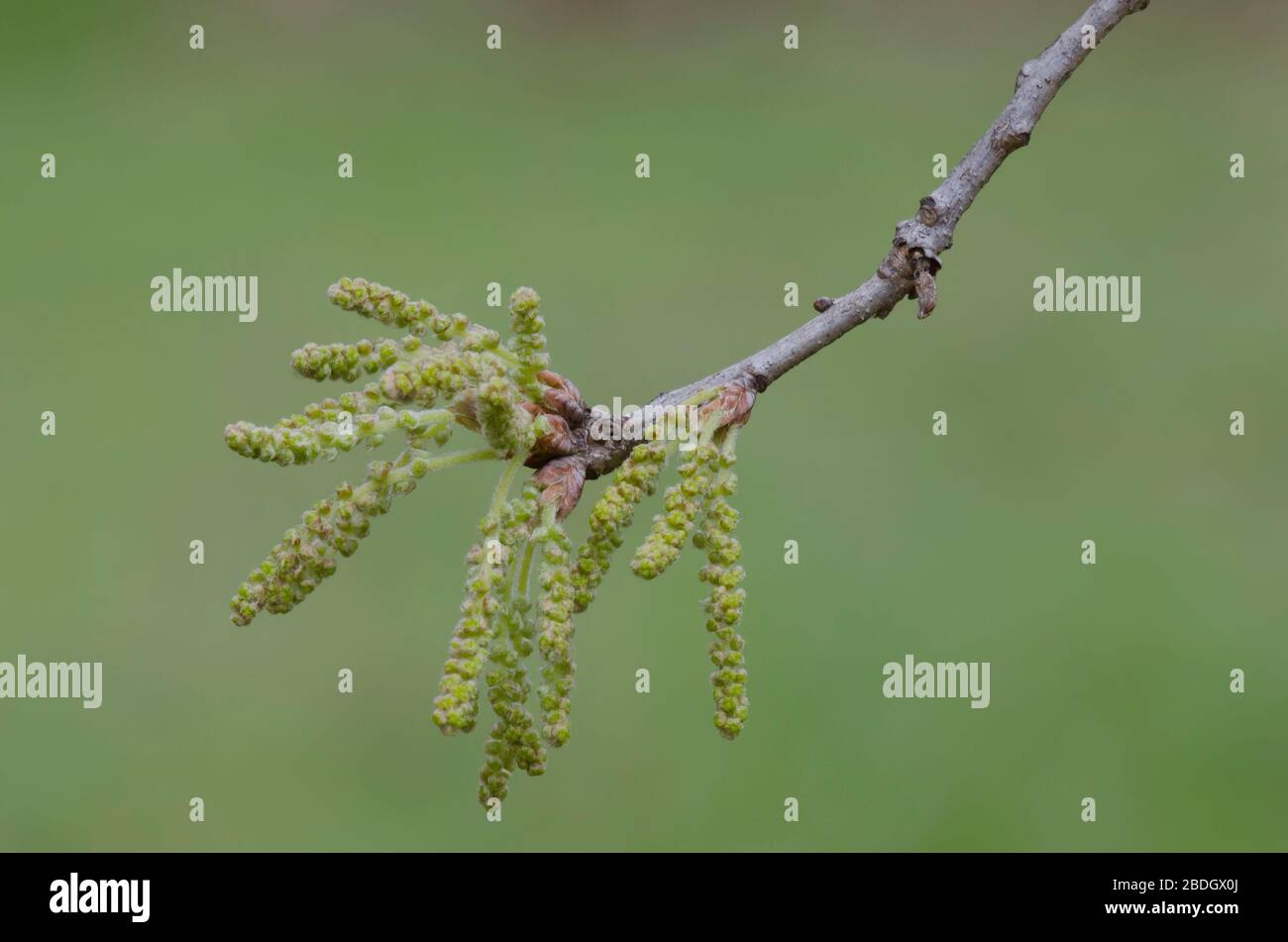 Post Rovere, Quercus stellata, tovaglioli in primavera Foto Stock