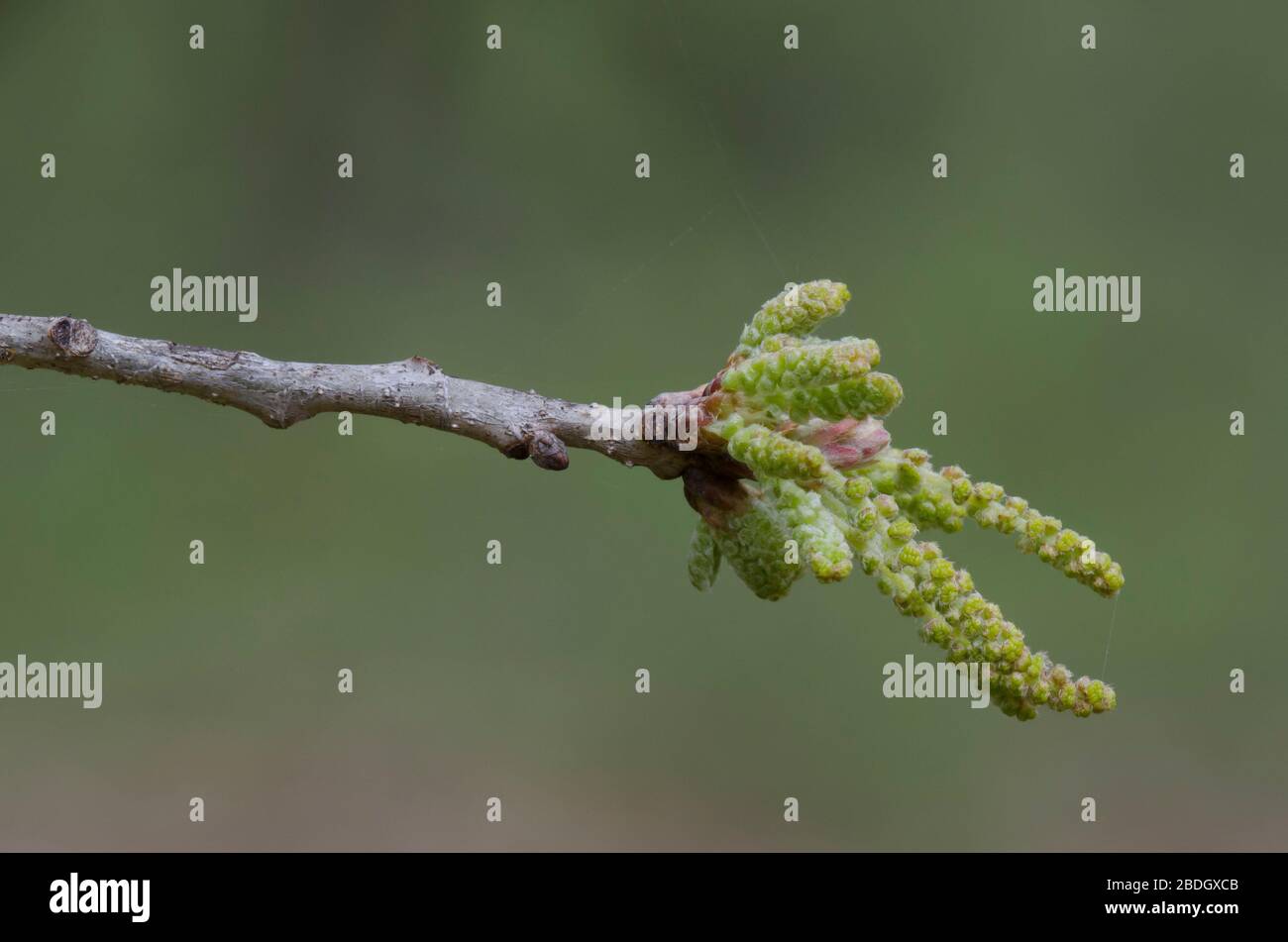 Post Rovere, Quercus stellata, tovaglioli in primavera Foto Stock