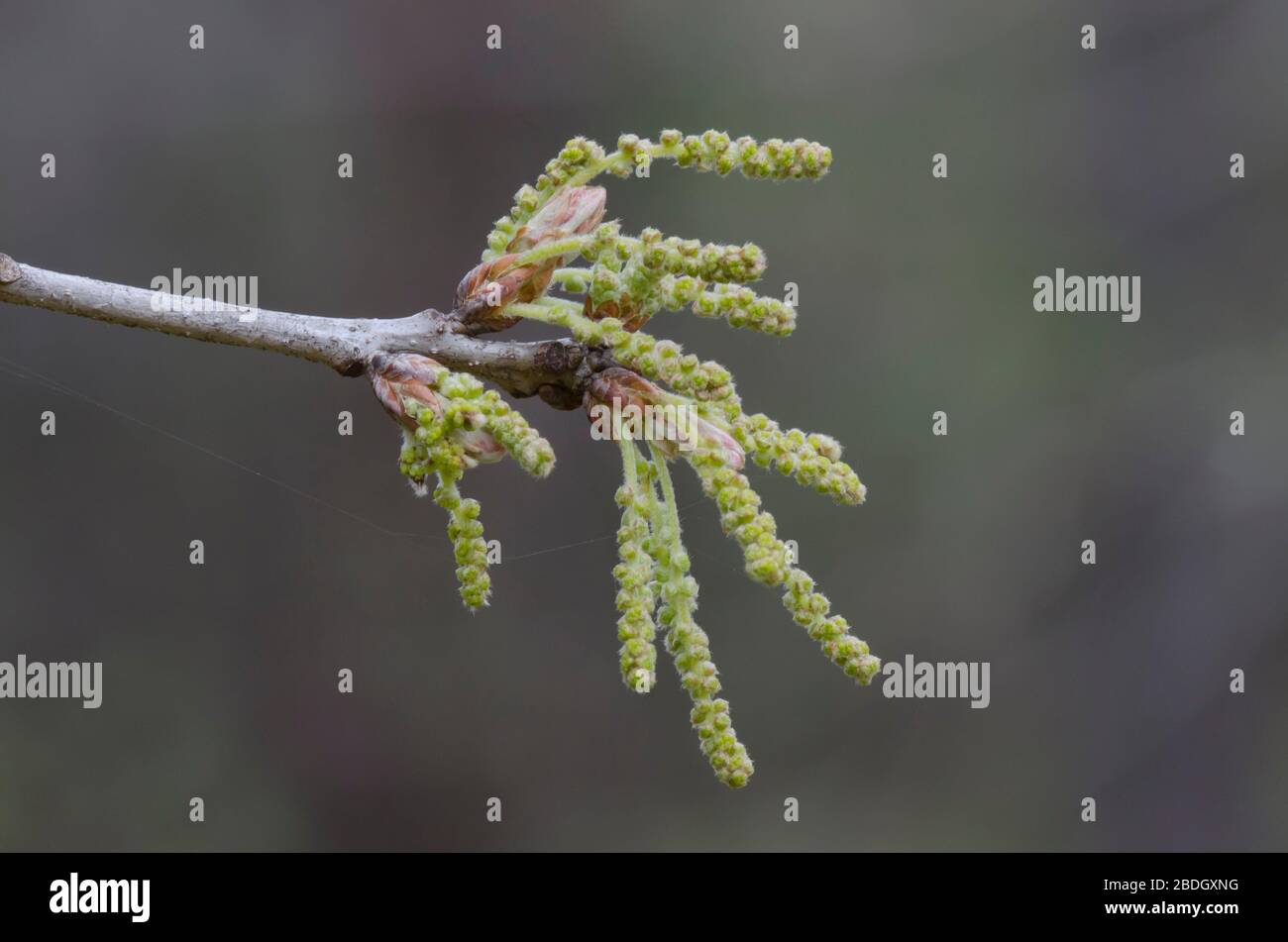Post Rovere, Quercus stellata, tovaglioli in primavera Foto Stock