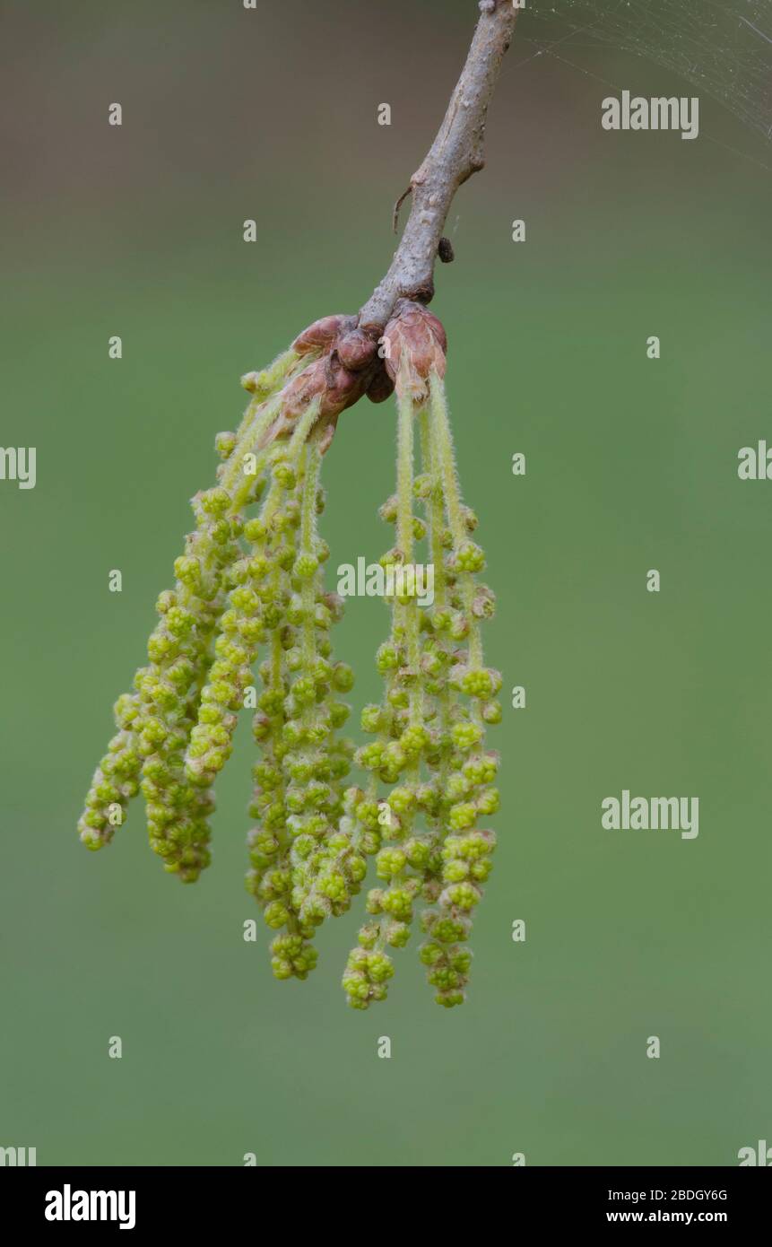 Post Rovere, Quercus stellata, tovaglioli in primavera Foto Stock