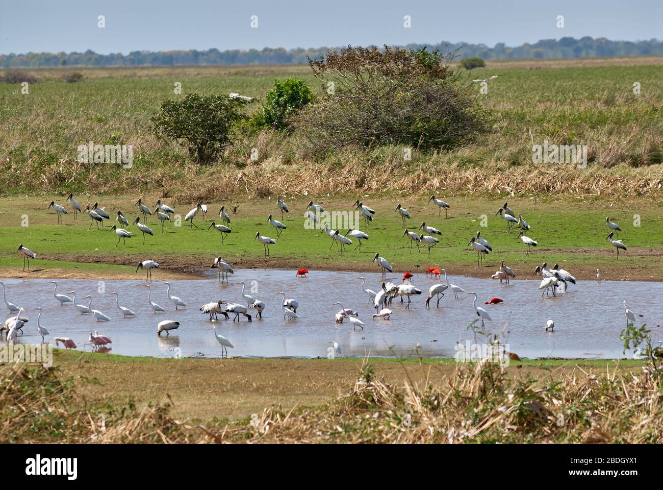 Molti uccelli acquatici diverse specie in una piscina, per lo più il legno nordamericano ibis o cicogna di legno, Mycteria americana, e Great Egret, airone bianco Foto Stock