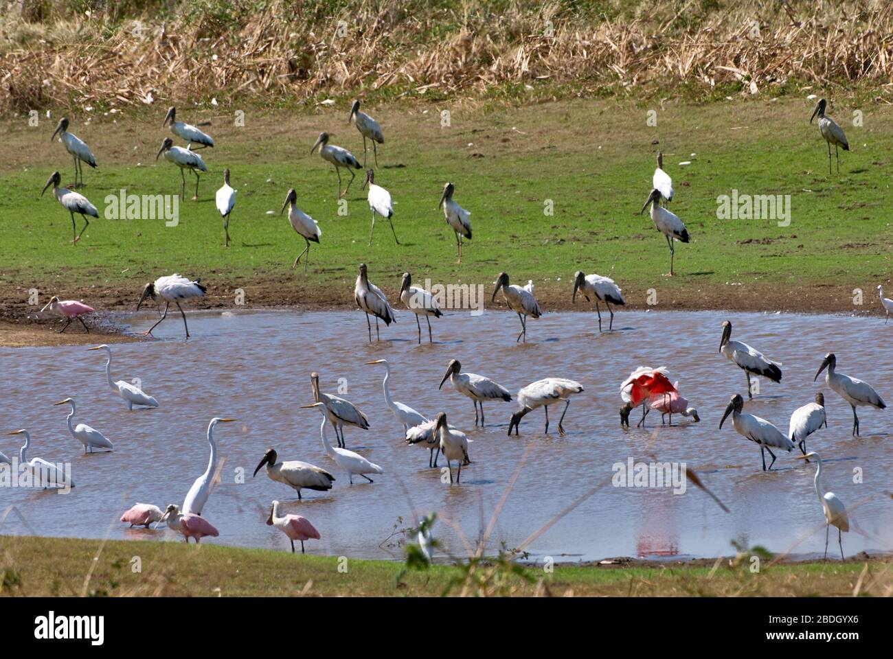 Molti uccelli acquatici diverse specie in una piscina, per lo più il legno nordamericano ibis o cicogna di legno, Mycteria americana, e Great Egret, airone bianco Foto Stock