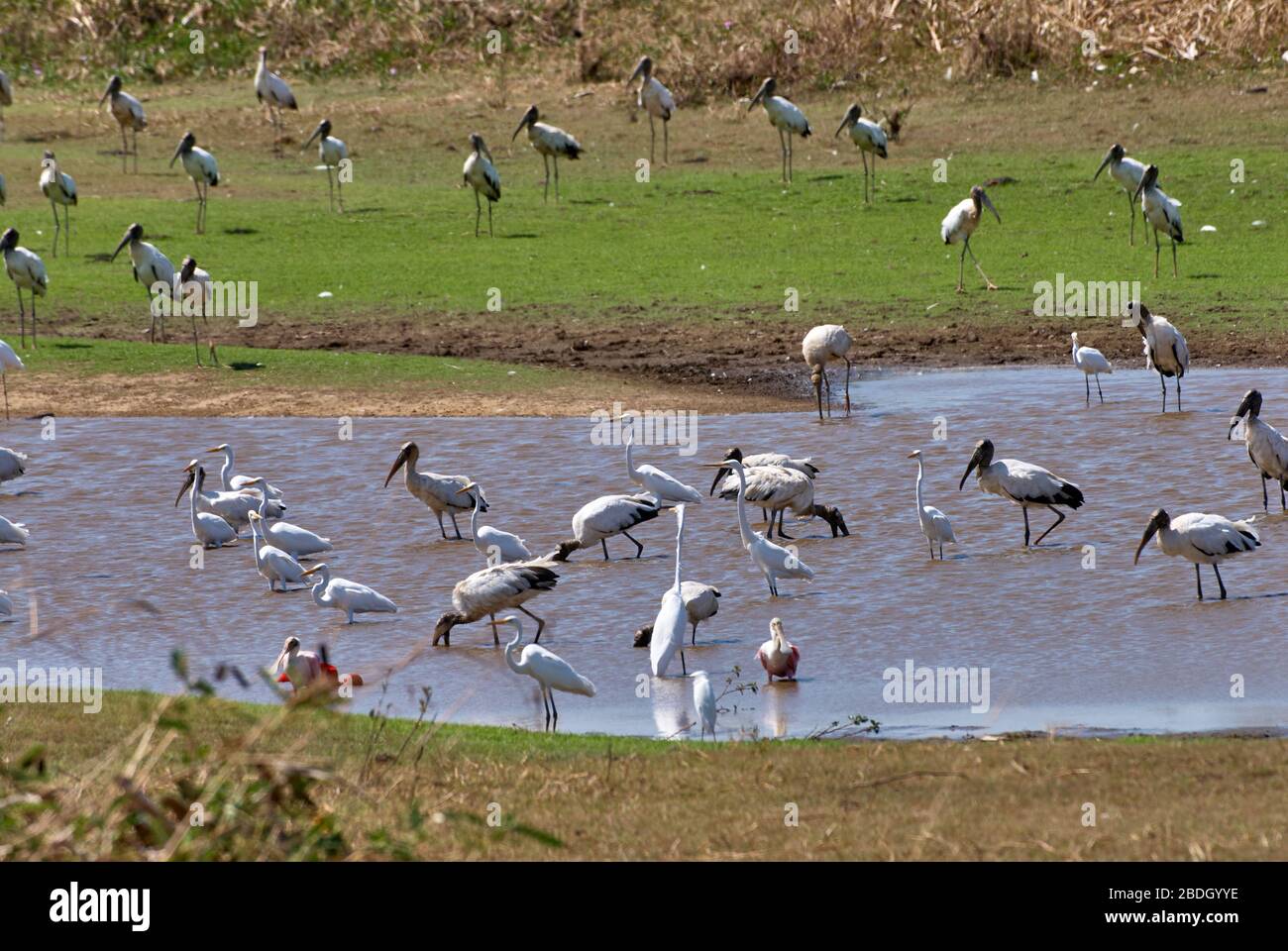 Molti uccelli acquatici diverse specie in una piscina, per lo più il legno nordamericano ibis o cicogna di legno, Mycteria americana, e Great Egret, airone bianco Foto Stock