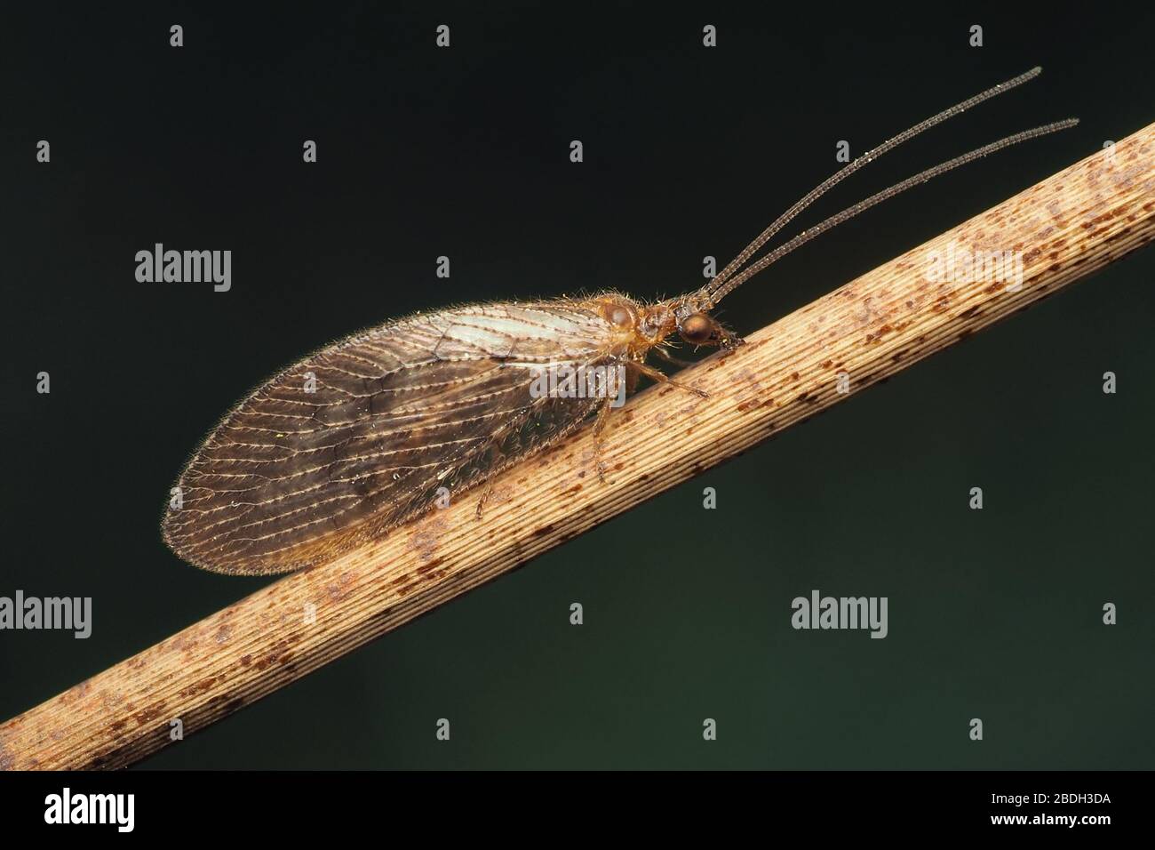 Il Lacewing marrone che strisciare su un gambo della pianta. Tipperary, Irlanda Foto Stock