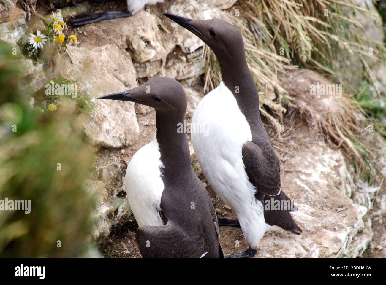 Seabird Guillemot Colony Foto Stock