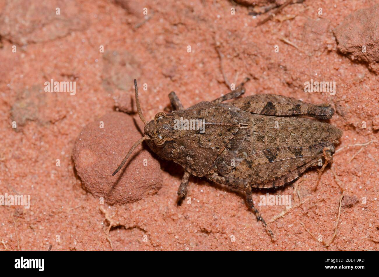 Saussure's Grasshopper, Pardalophora saussurei, ninfa Foto Stock