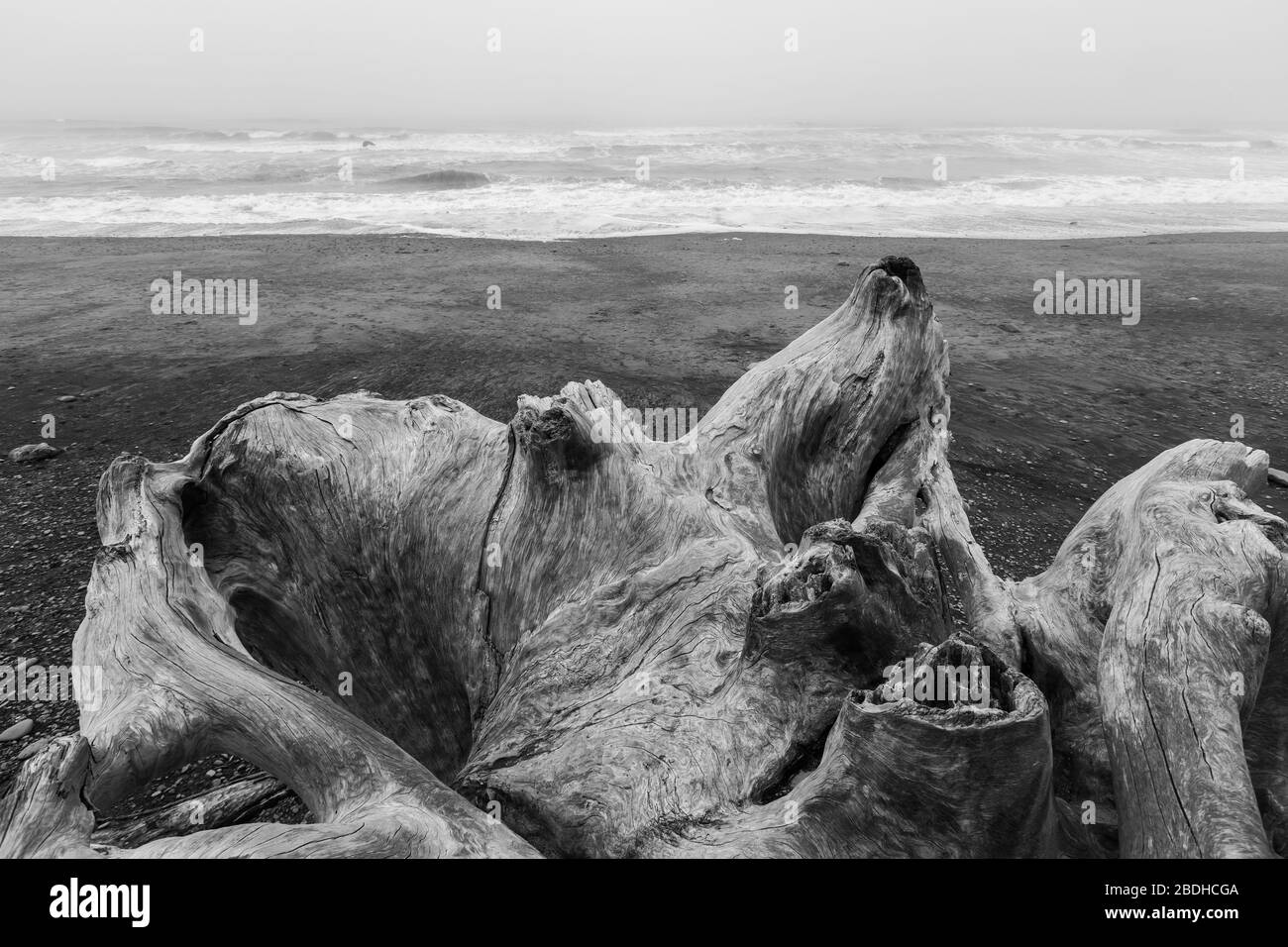 Immense stumpe di legno secco lavate su Rialto Beach durante le tempeste invernali nel Parco Nazionale Olimpico, Washington state, USA Foto Stock