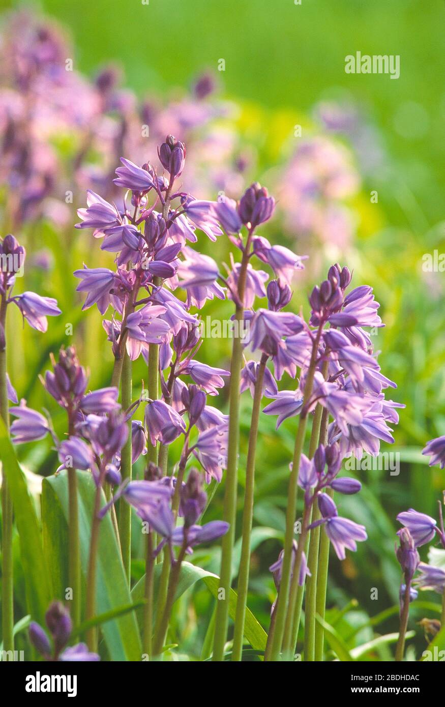 Guernsey. Piante. Piante fiorite. Spagnolo Bluebells. Iacintoides hispanica. Foto Stock