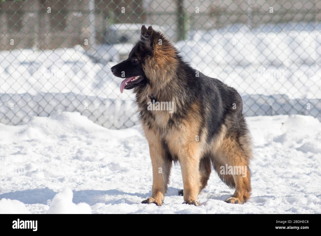 Carino cane pastore tedesco cucciolo è in piedi su una neve bianca nel parco invernale. Animali domestici. Cane di razza. Foto Stock