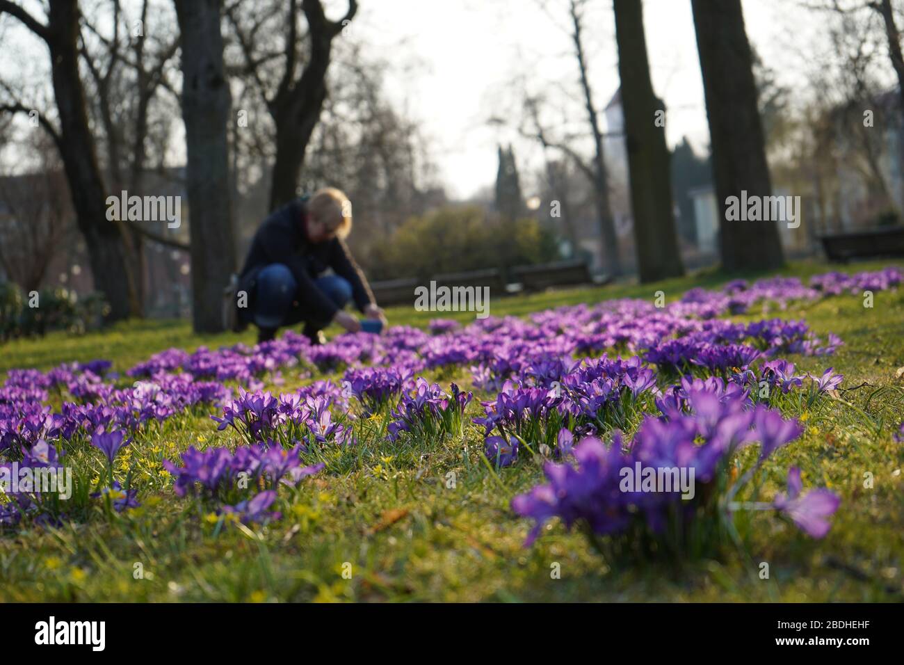 Giovane donna sta scattando foto di fiori nel parco Foto Stock