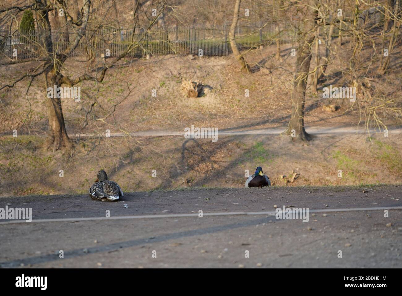 Anatre sul bordo del percorso in primavera precoce Foto Stock