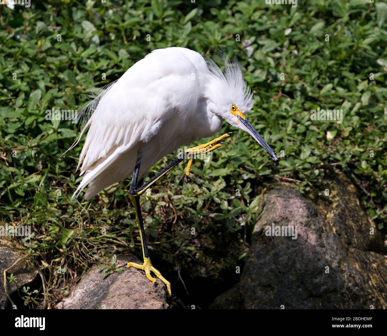 Snowy Egret uccello primo piano vista profilo in piedi su rocce muschio con sfondo fogliame, graffiare becco e visualizzare piume bianche, testa, occhio, lanugine Foto Stock