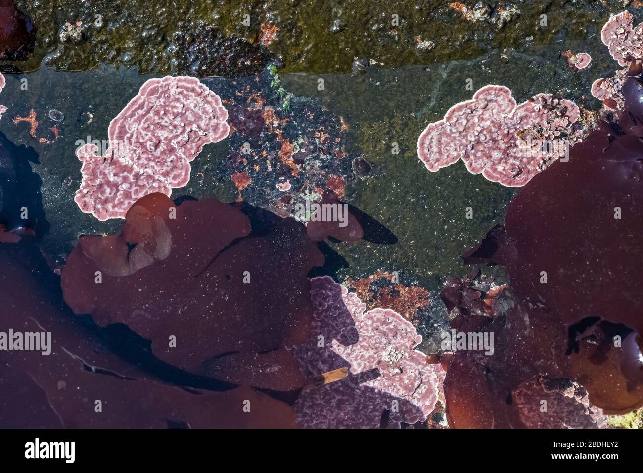 Corallo incrostante, phymatodeumon lithothamnion, in realtà un'alga rossa in grado di estrarre calce dall'acqua di mare, in un tiredolo a Rialto Beach a Olympic Natio Foto Stock