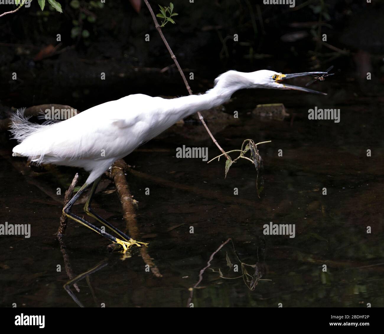 Snowy Egret uccello primo piano profilo vista in acqua cattura una libellula e mostra piume bianche, testa, becco, occhio, soffice piumaggio, piedi gialli i Foto Stock