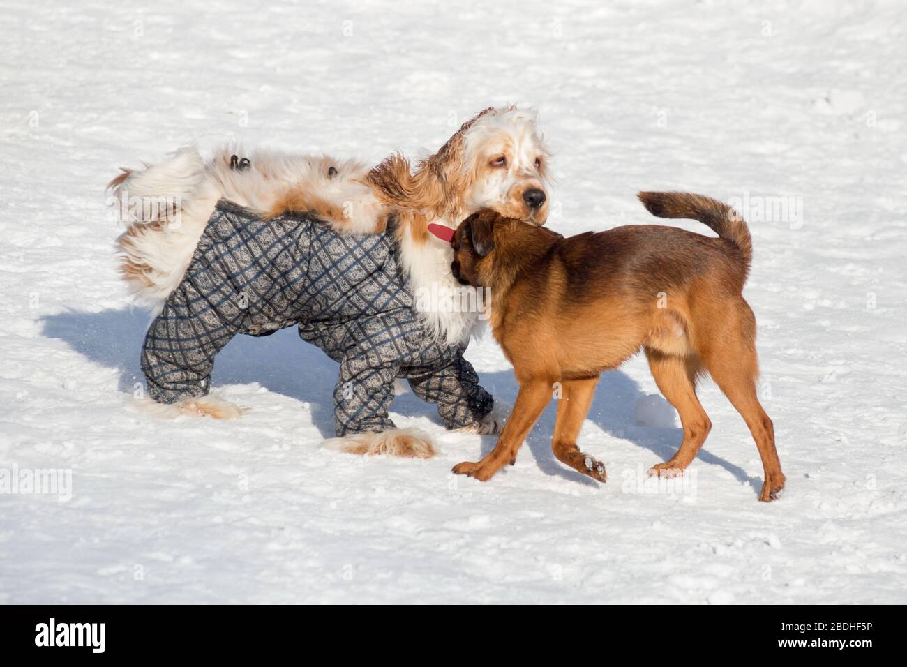 Carino piccolo brabancon cucciolo e inglese cocker spaniel sono giocare nel parco invernale. Animali domestici. Foto Stock