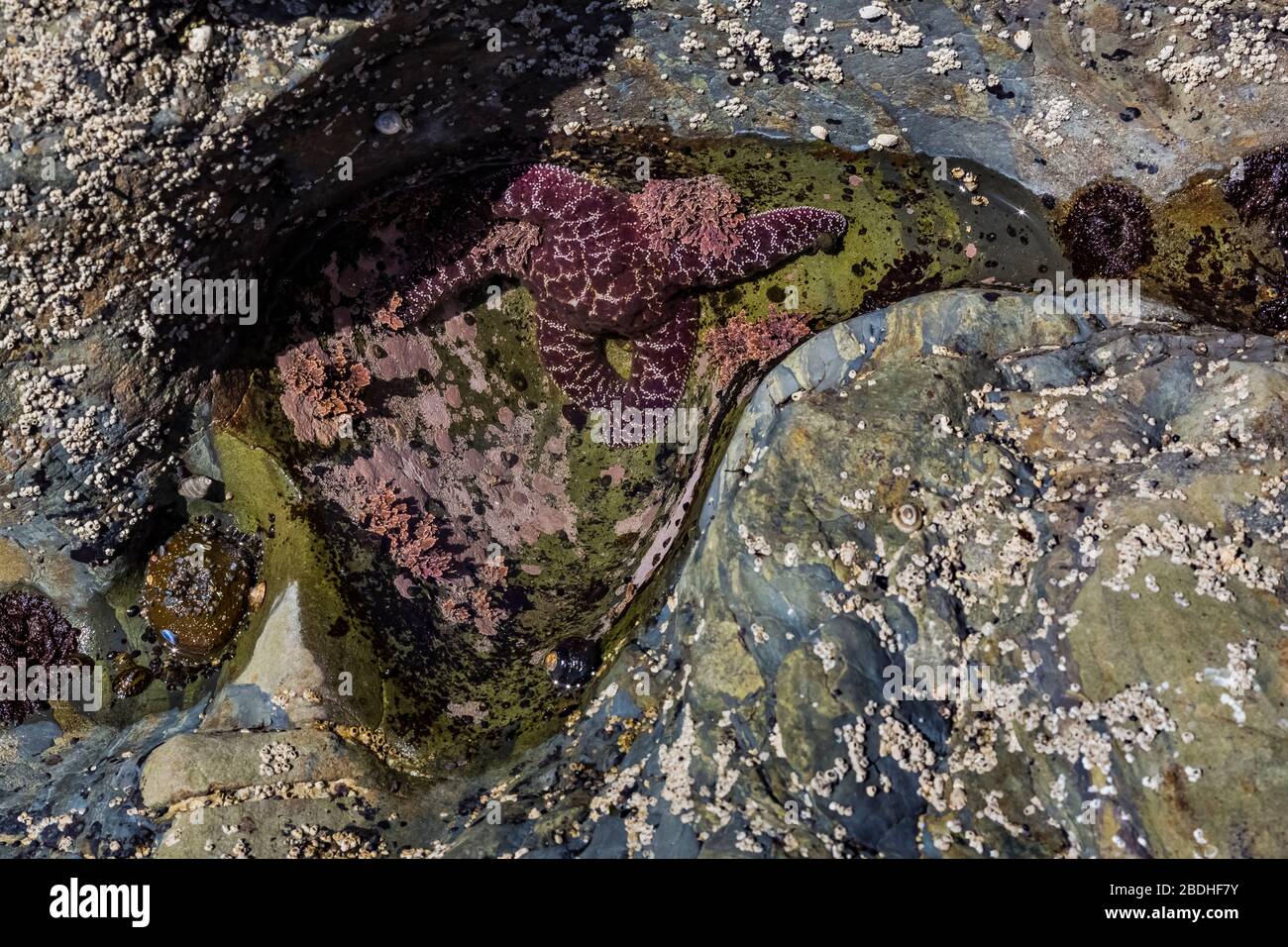 Ochre Star, Pisaster ocraceus, e alghe coralline, Corallina spp., in piscina marea sulla spiaggia di Rialto nel Parco Nazionale Olimpico, Washington state, Stati Uniti Foto Stock