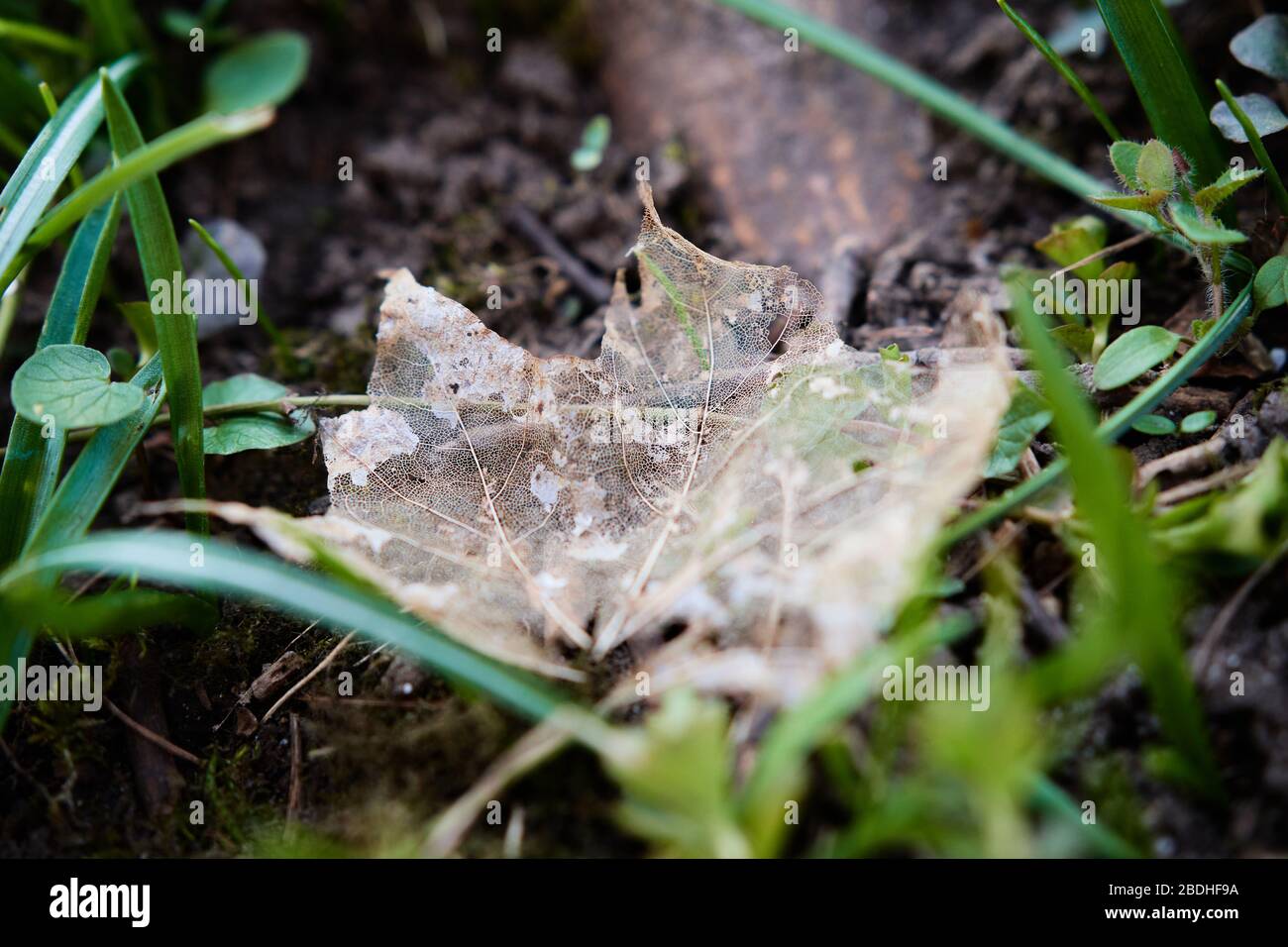 Uno scheletro di foglie di Maple dorate (Acer) morto che si trova a terra in una foresta. Concetto di tranquillità, bellezza in natura e ambiente, autunno e spr Foto Stock