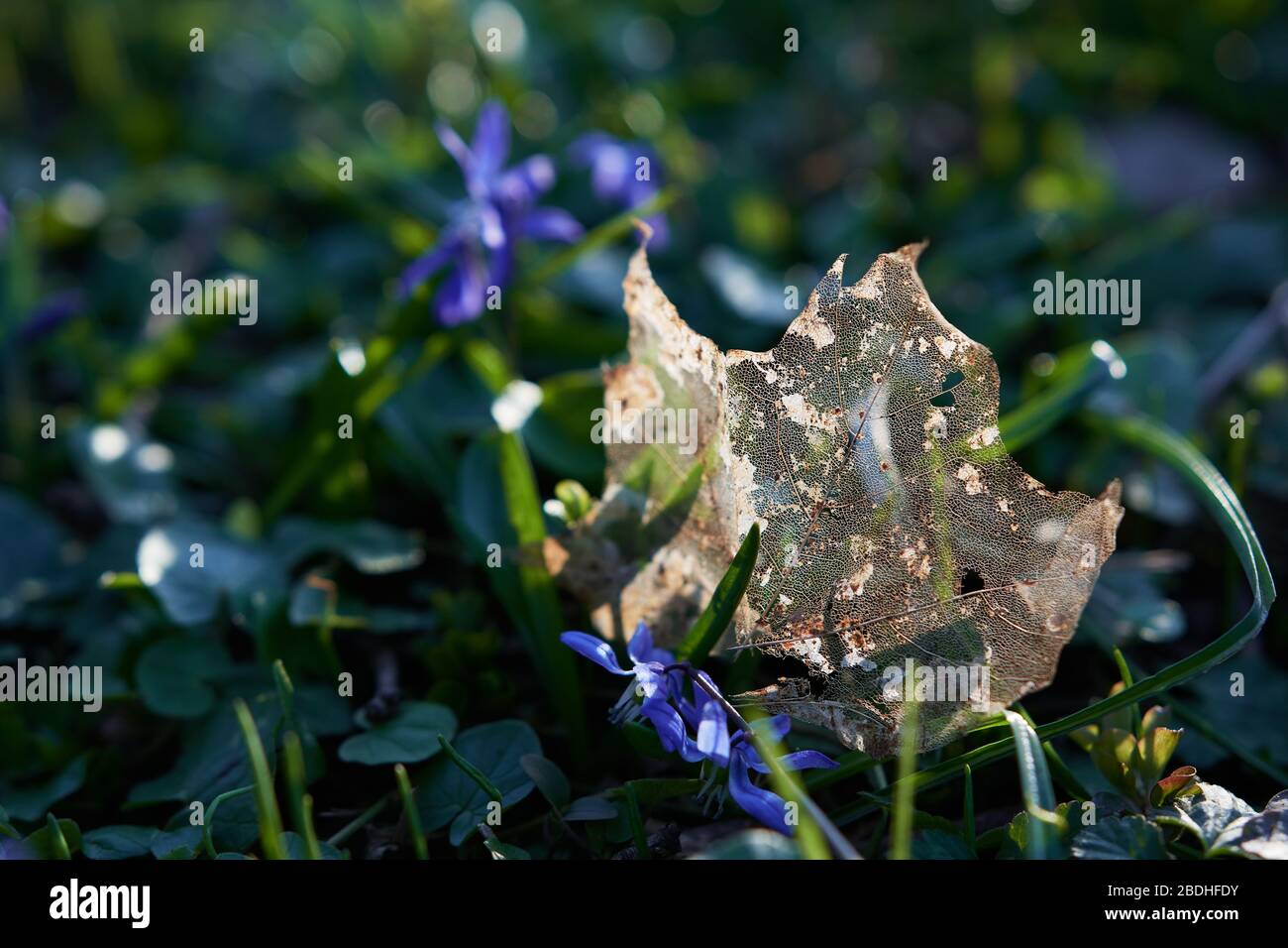 Uno scheletro di foglie di Maple dorate (Acer) defunto che giana sull'erba e retroilluminato dal tramonto. Concetto di pace, bellezza in natura e ambiente, autum Foto Stock