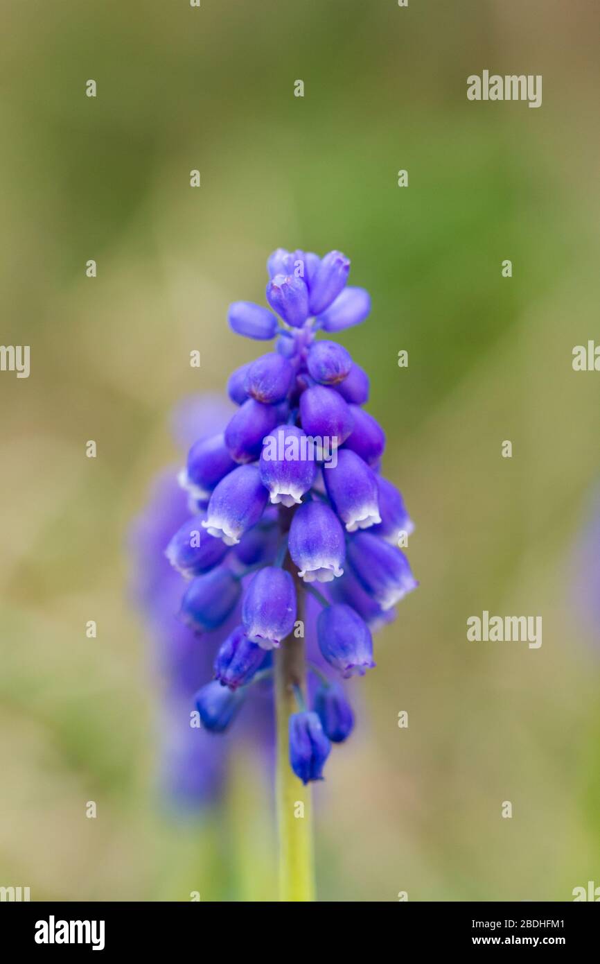 Muscari armeniacum, giacinto di uva, giacinto di uva armena fiorito all'inizio della primavera, Inghilterra, Regno Unito Foto Stock