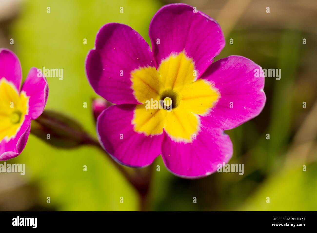 Primula vulgaris, fiori di primula rosa e giallo primo piano, primavera, Regno Unito Foto Stock